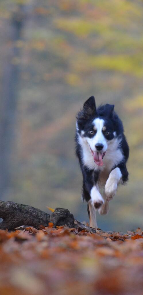 Бесплатное фото Собака на прогулке в осеннем лесу