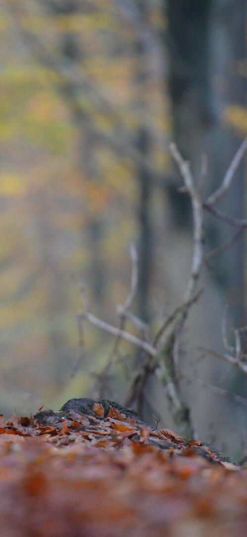 Бесплатное фото Собака на прогулке в осеннем лесу