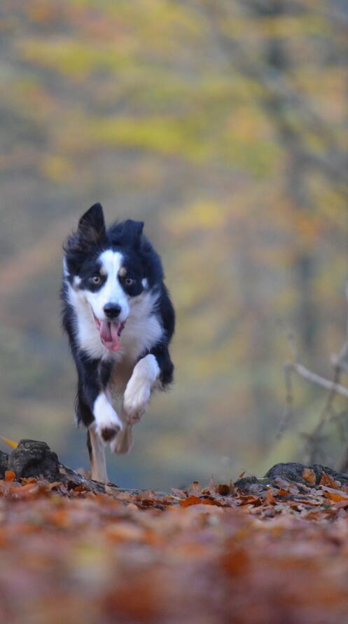 Бесплатное фото Собака на прогулке в осеннем лесу
