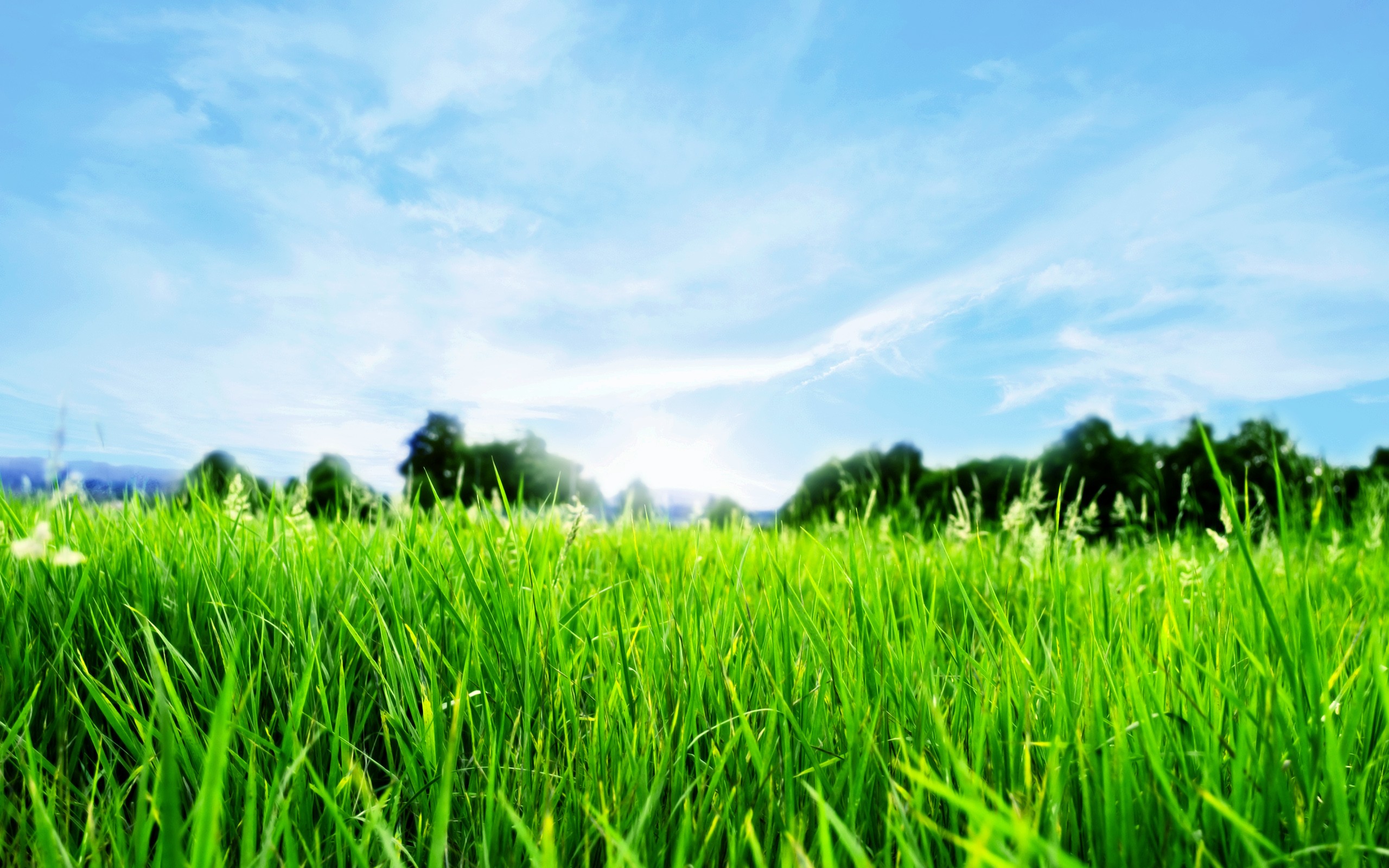 A picture of green grass