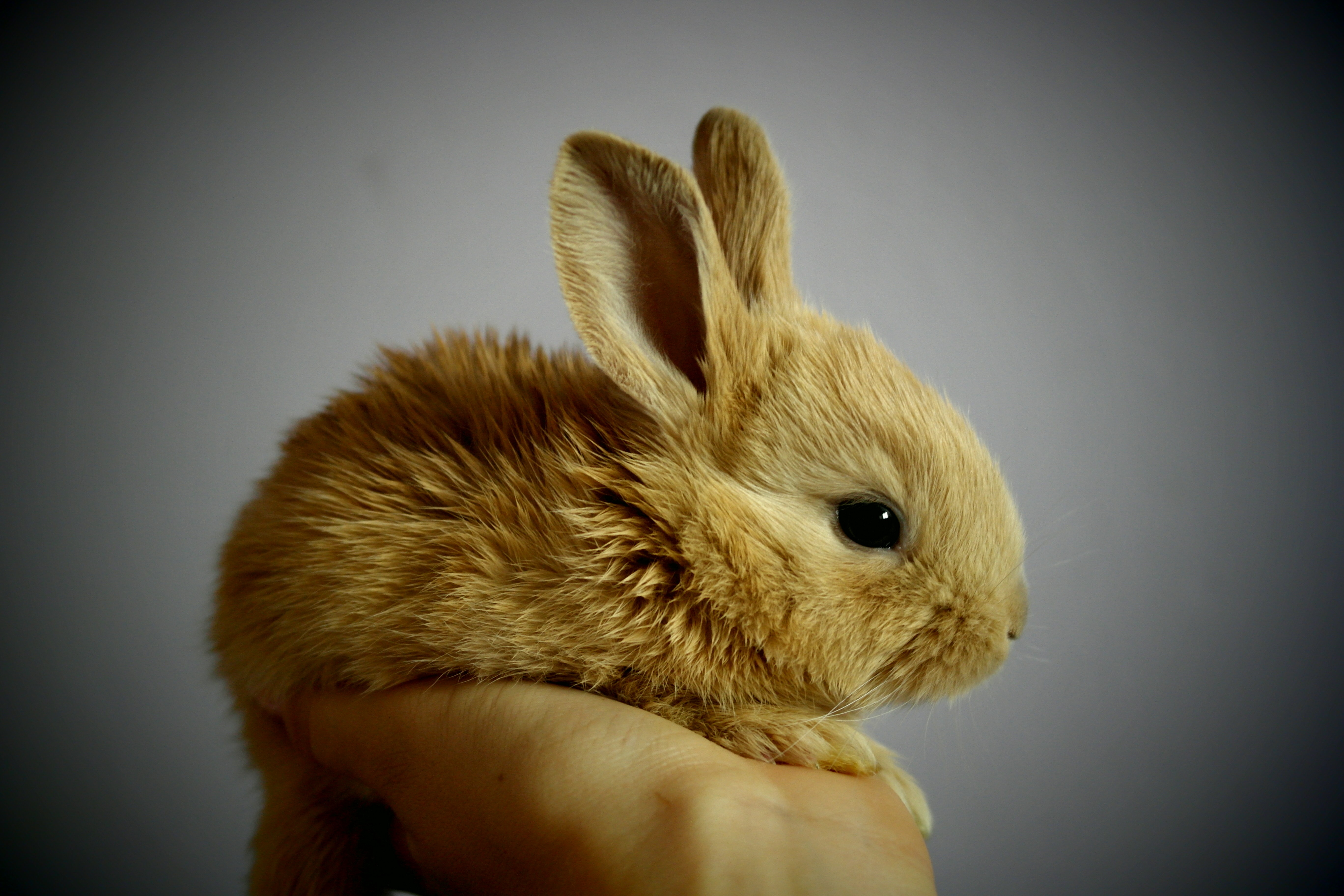 Free photo A little rabbit in my hand