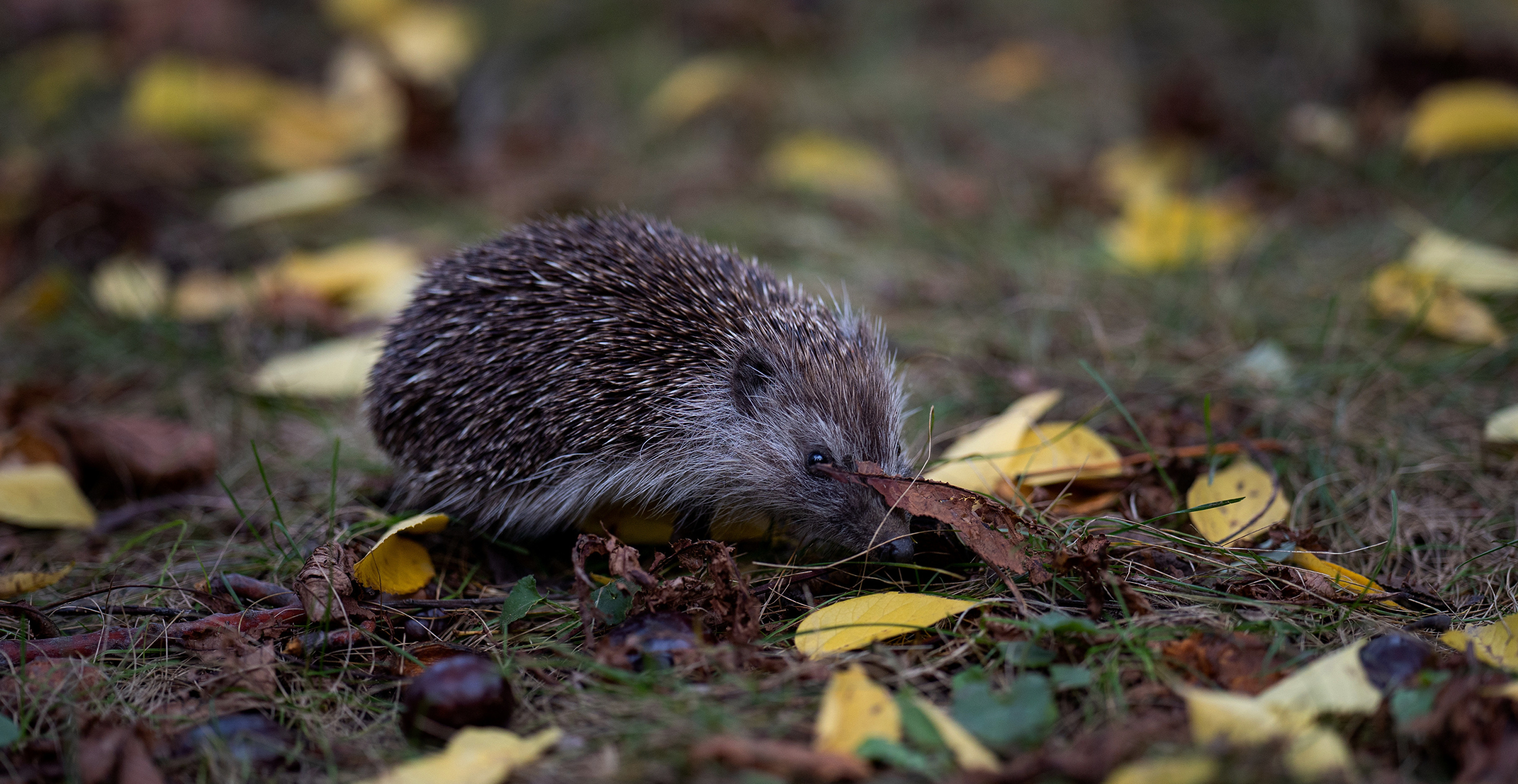 A funny picture of a hedgehog