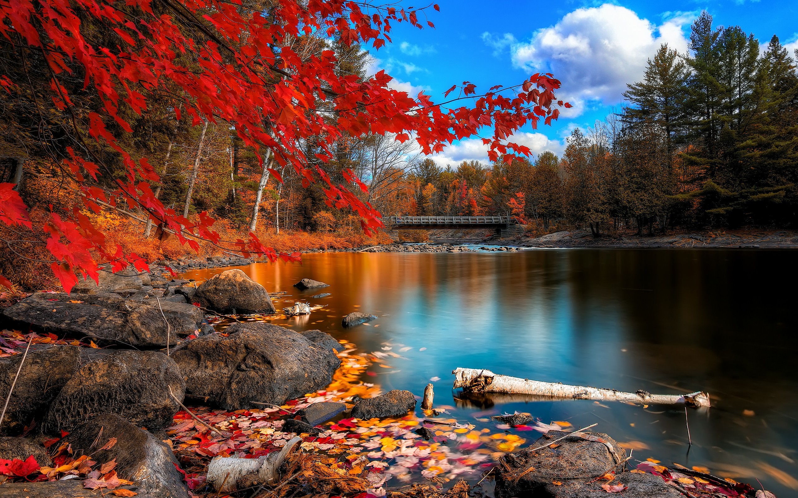 Wallpapers landscape forest fall on the desktop