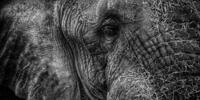 Старый слон на монохромном фото