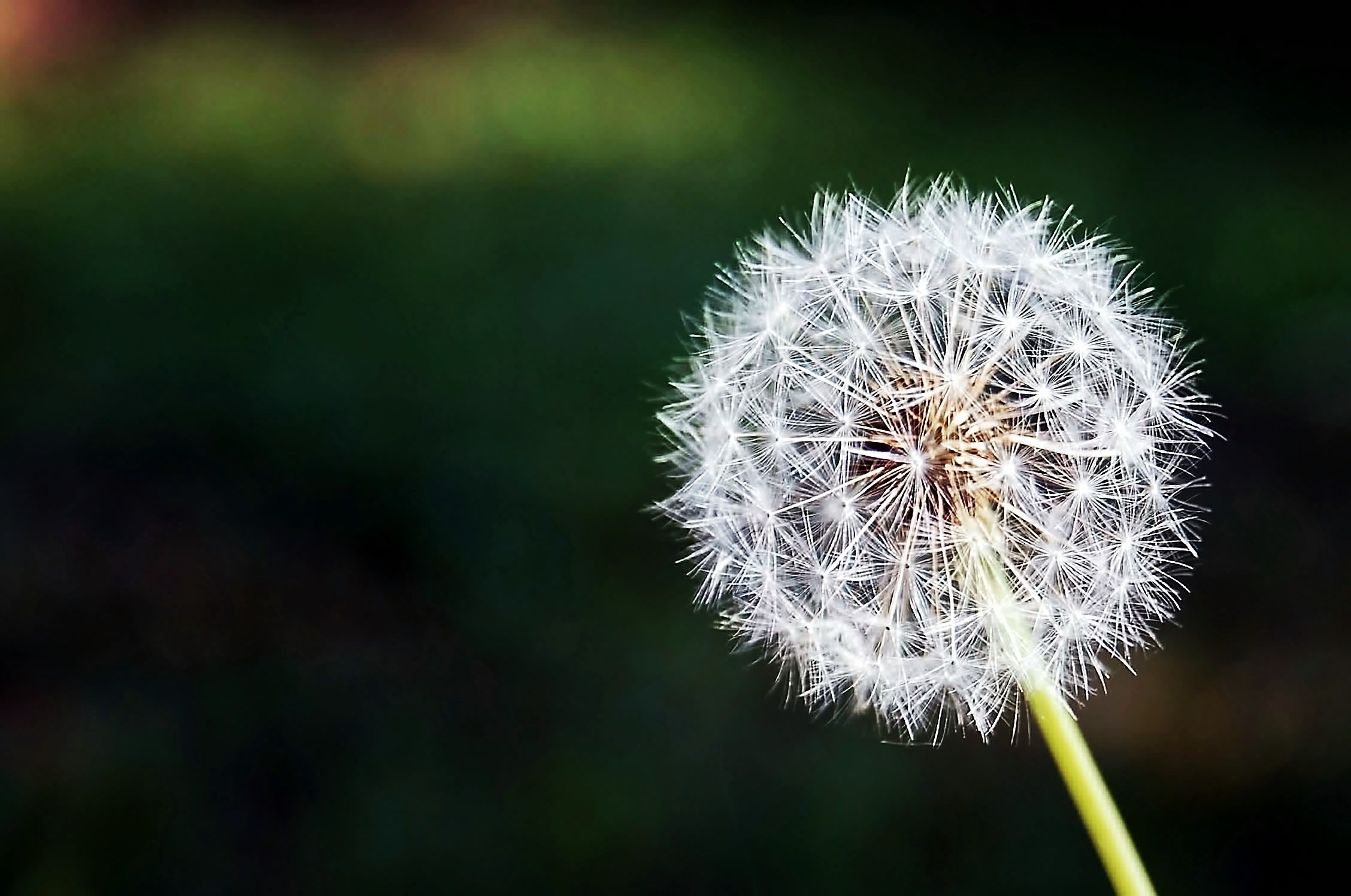 Free photo Macro photo of a dandelion