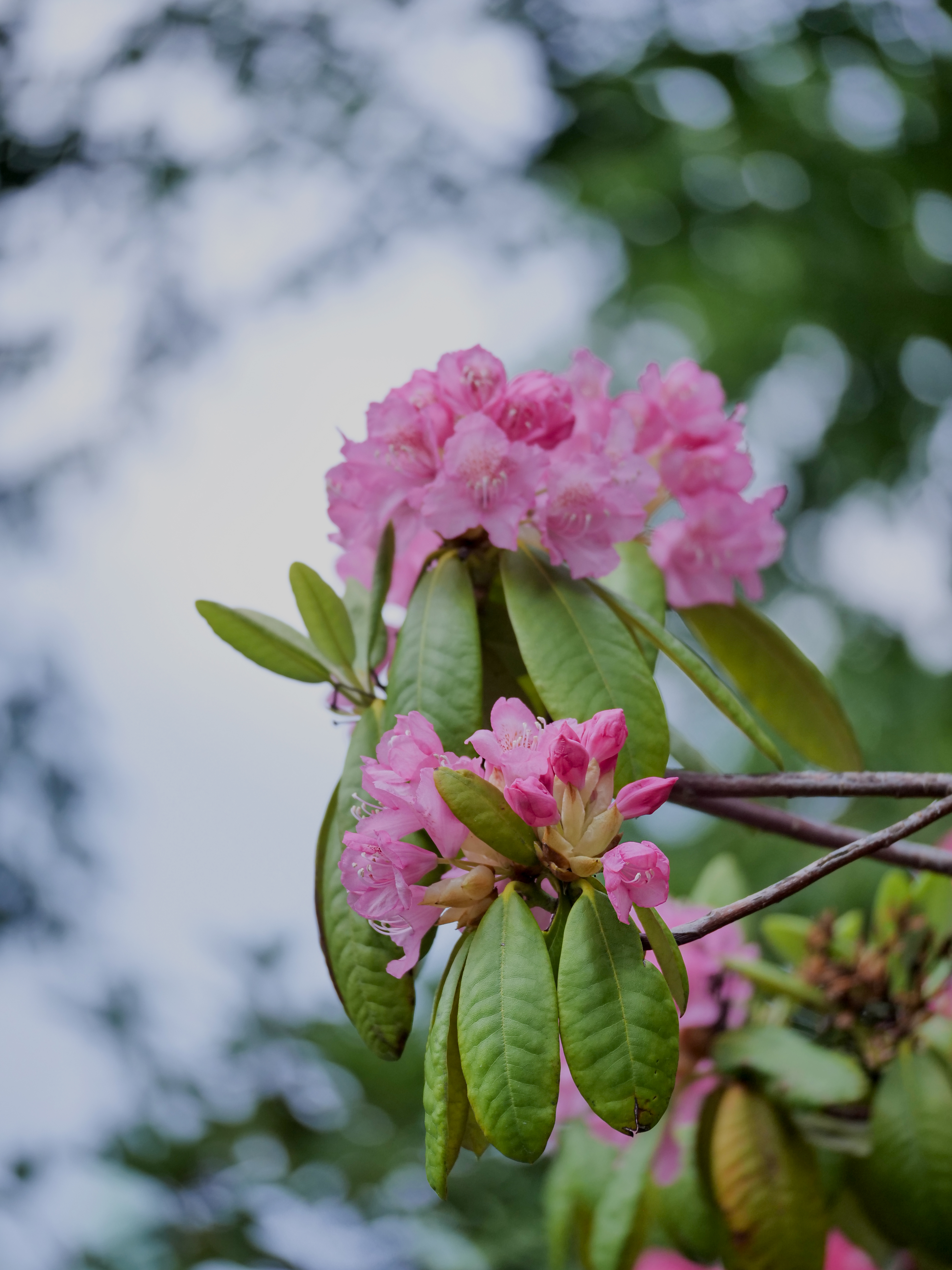 Wallpapers rhododendron flowers boke on the desktop