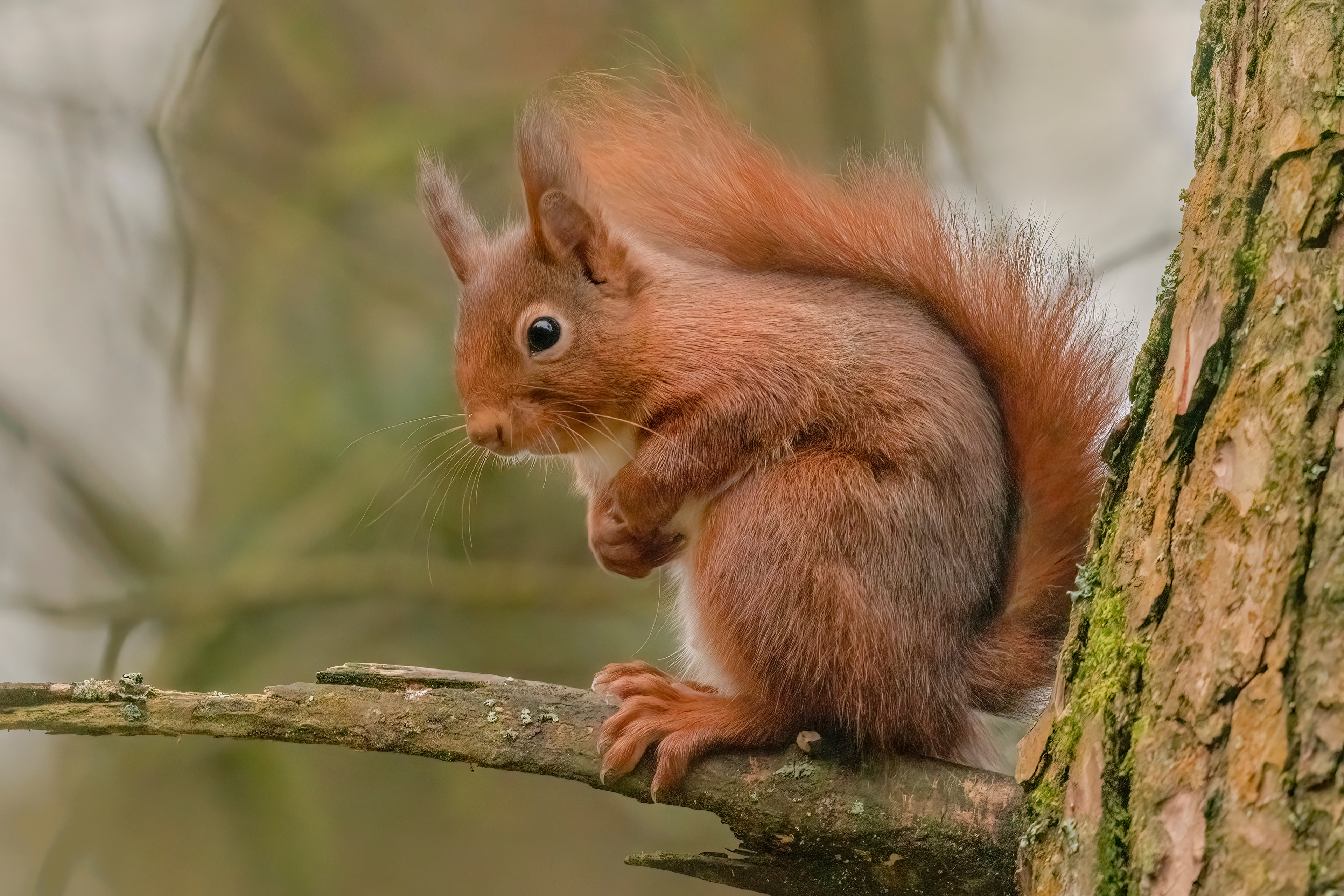 A squirrel sitting on a branch