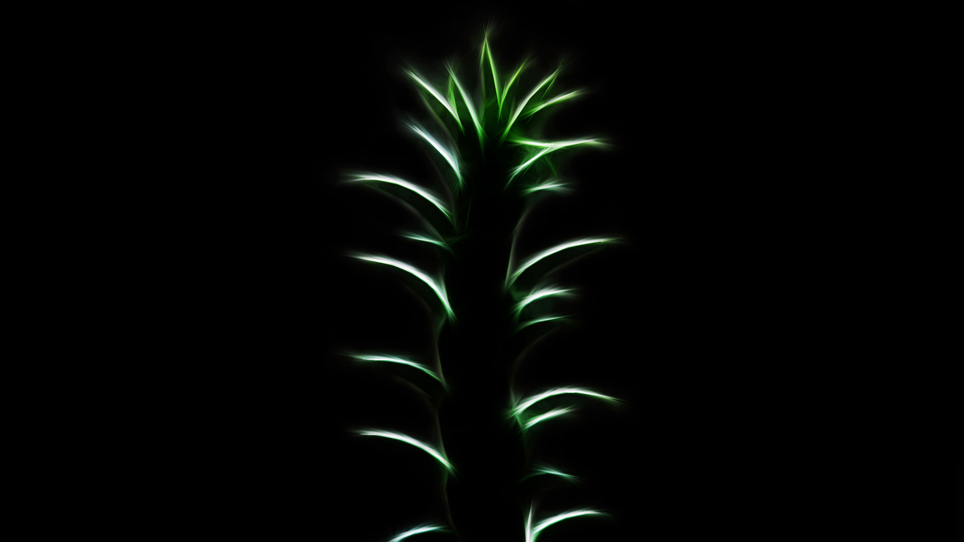 Wallpapers flower darkness silhouette on the desktop