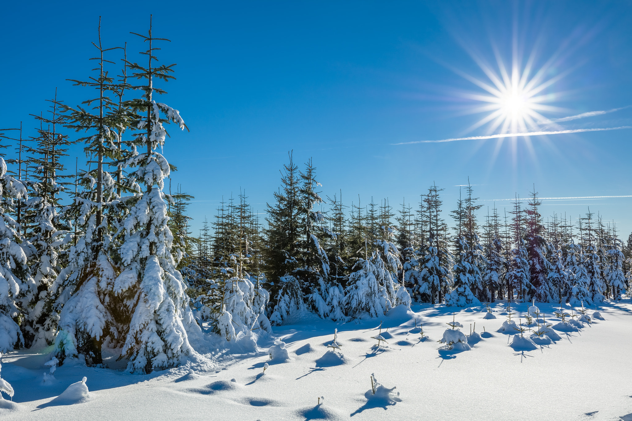 Wallpapers spruce winter sun on the desktop
