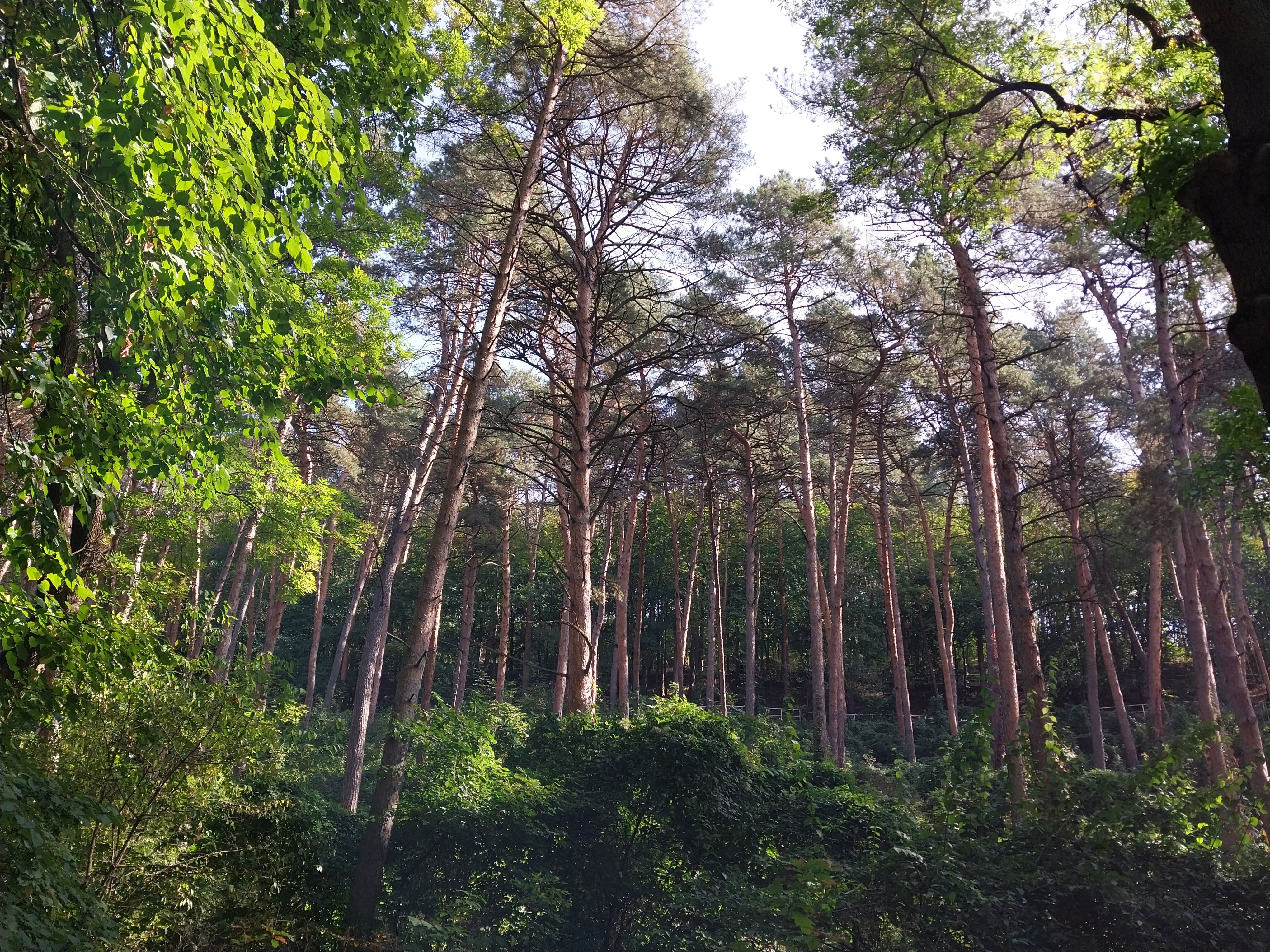 A sunny day in the woods