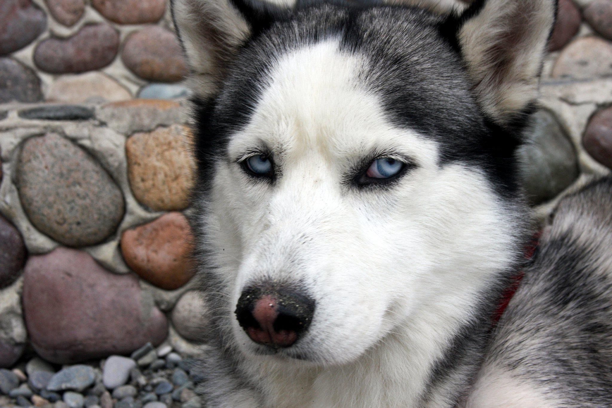 桌面上的壁纸狗 西伯利亚哈士奇 阿拉斯加雪撬犬