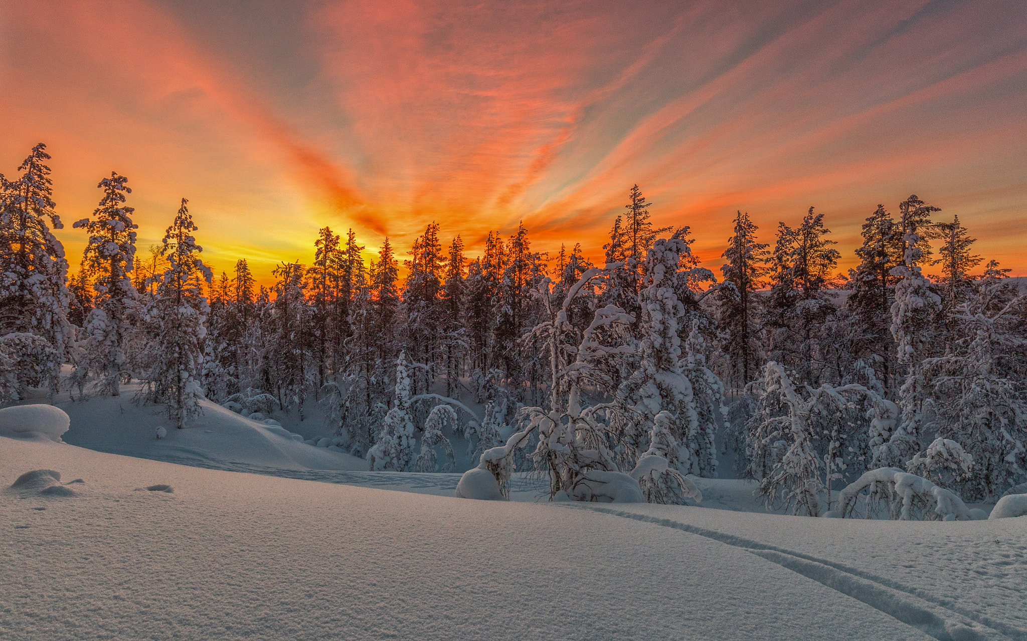 Wallpapers forest Finland trees on the desktop