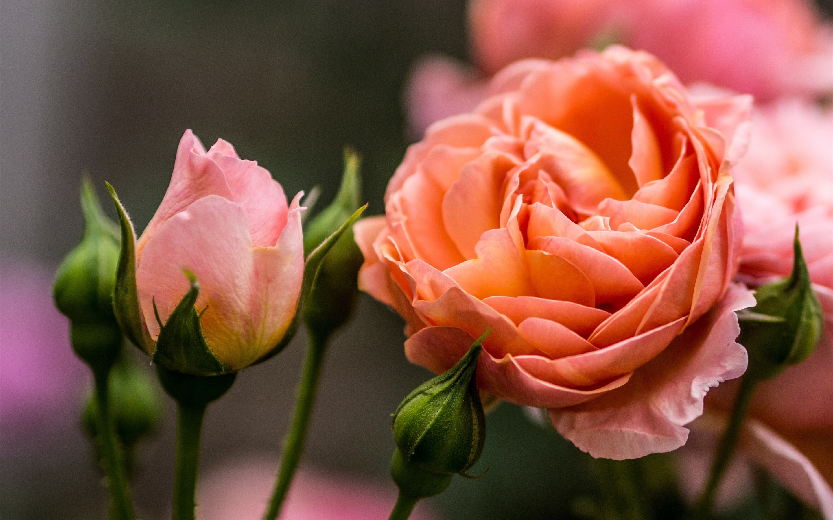 一朵娇嫩的粉色玫瑰