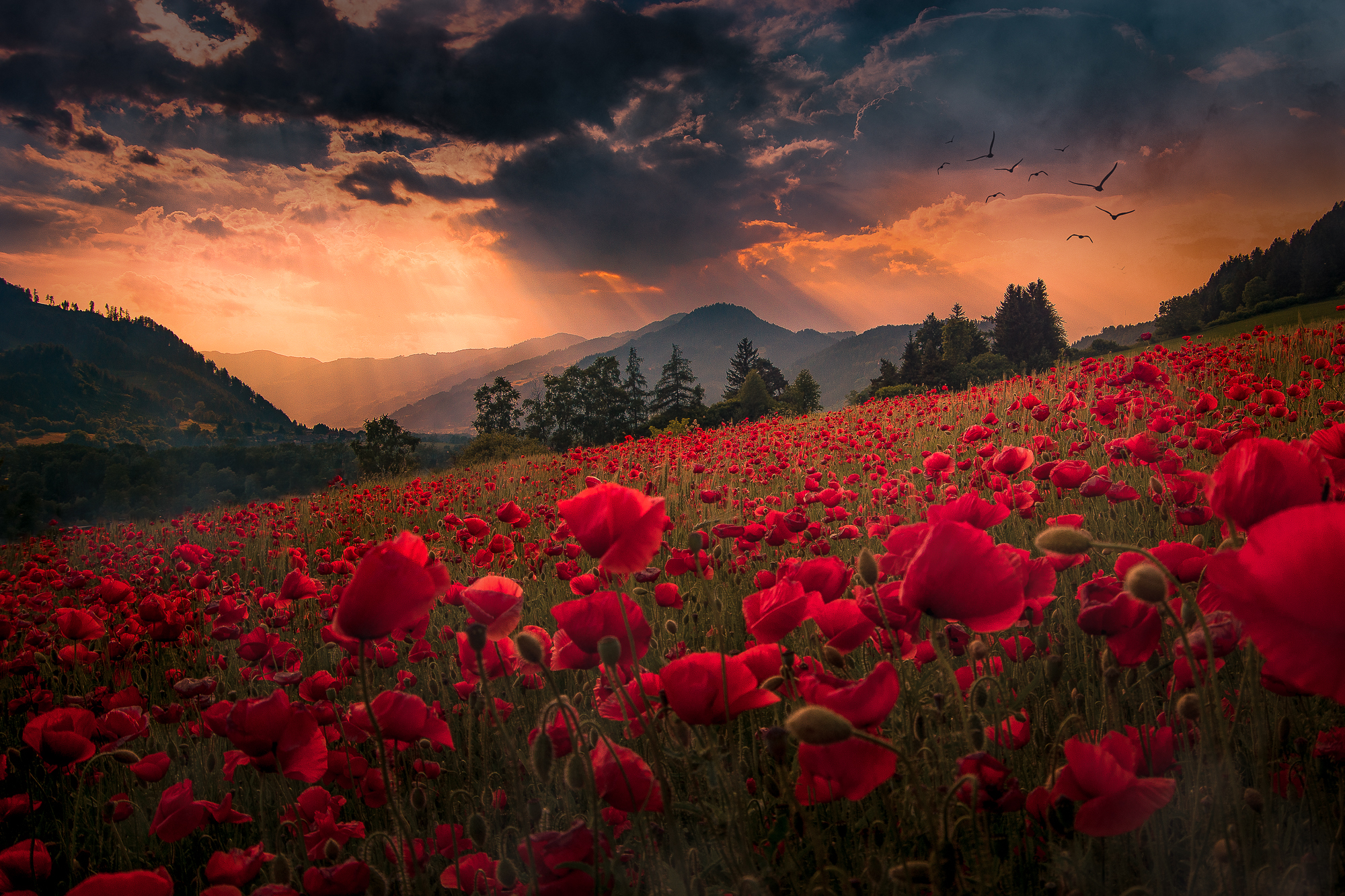 Wallpapers Poppy flower Meadow Mac sunset on the desktop