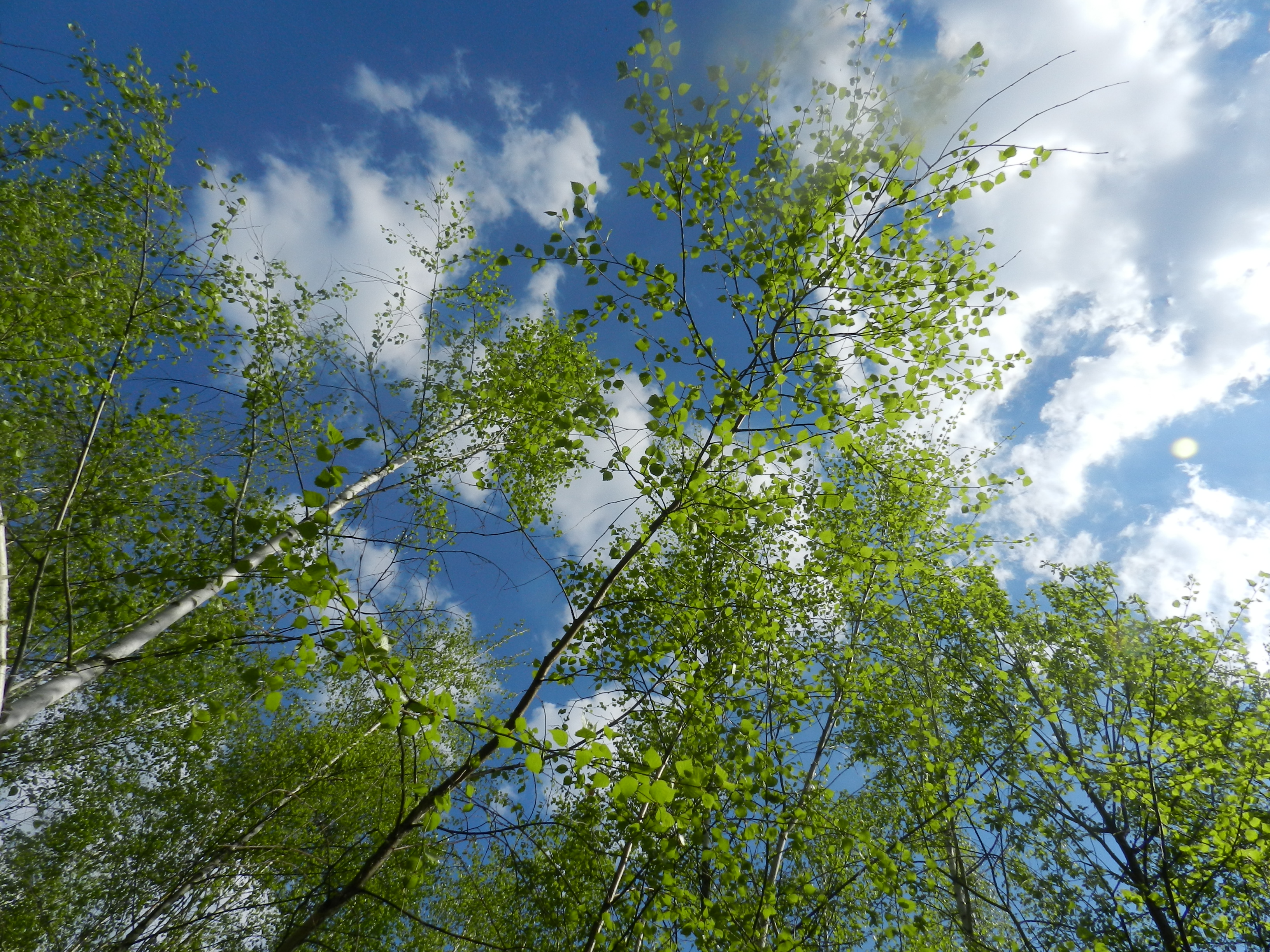 Free photo Above the sky pictures of the tops of the trees