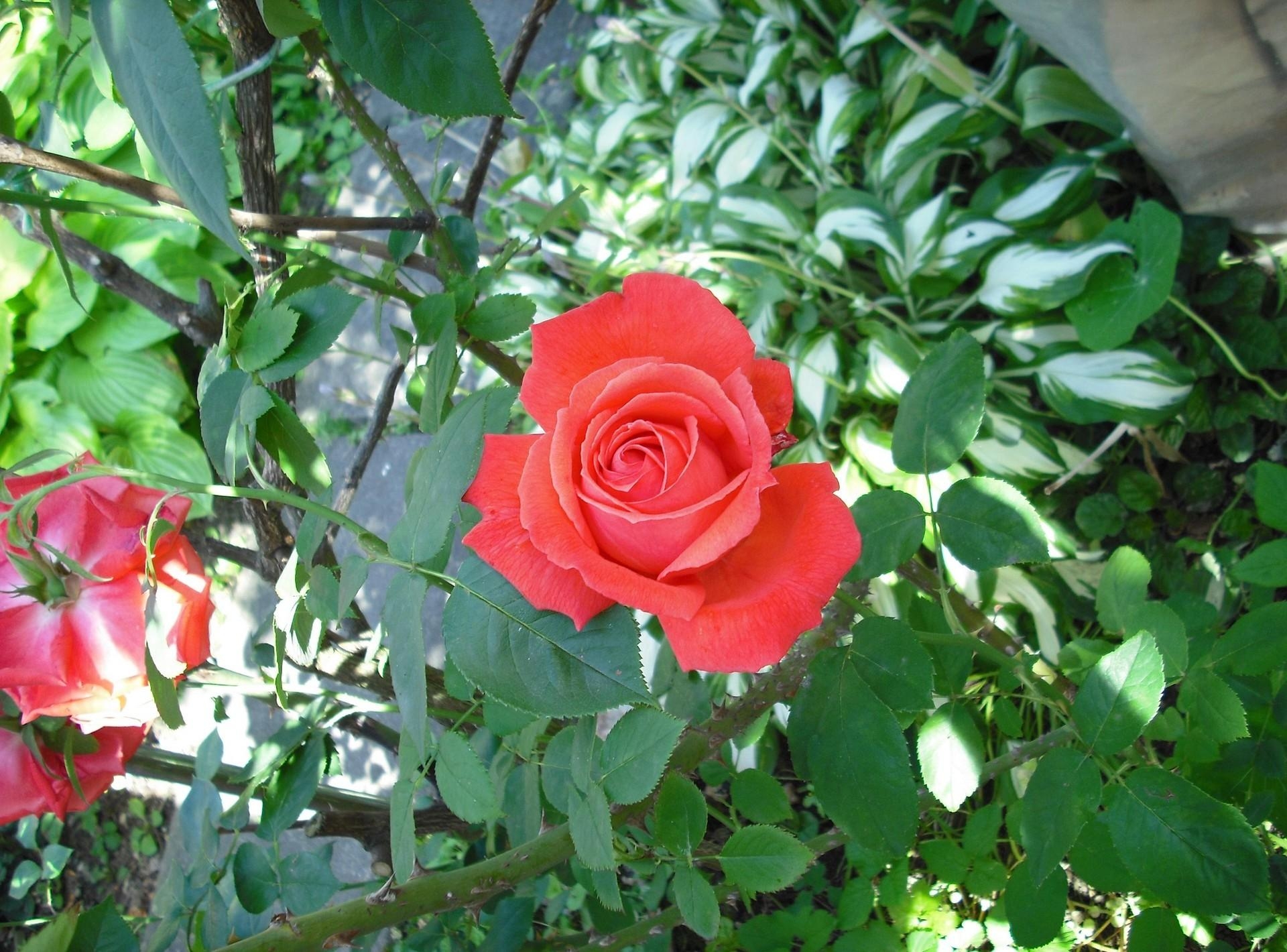 桌面上的壁纸玫瑰 鲜花 灌木丛