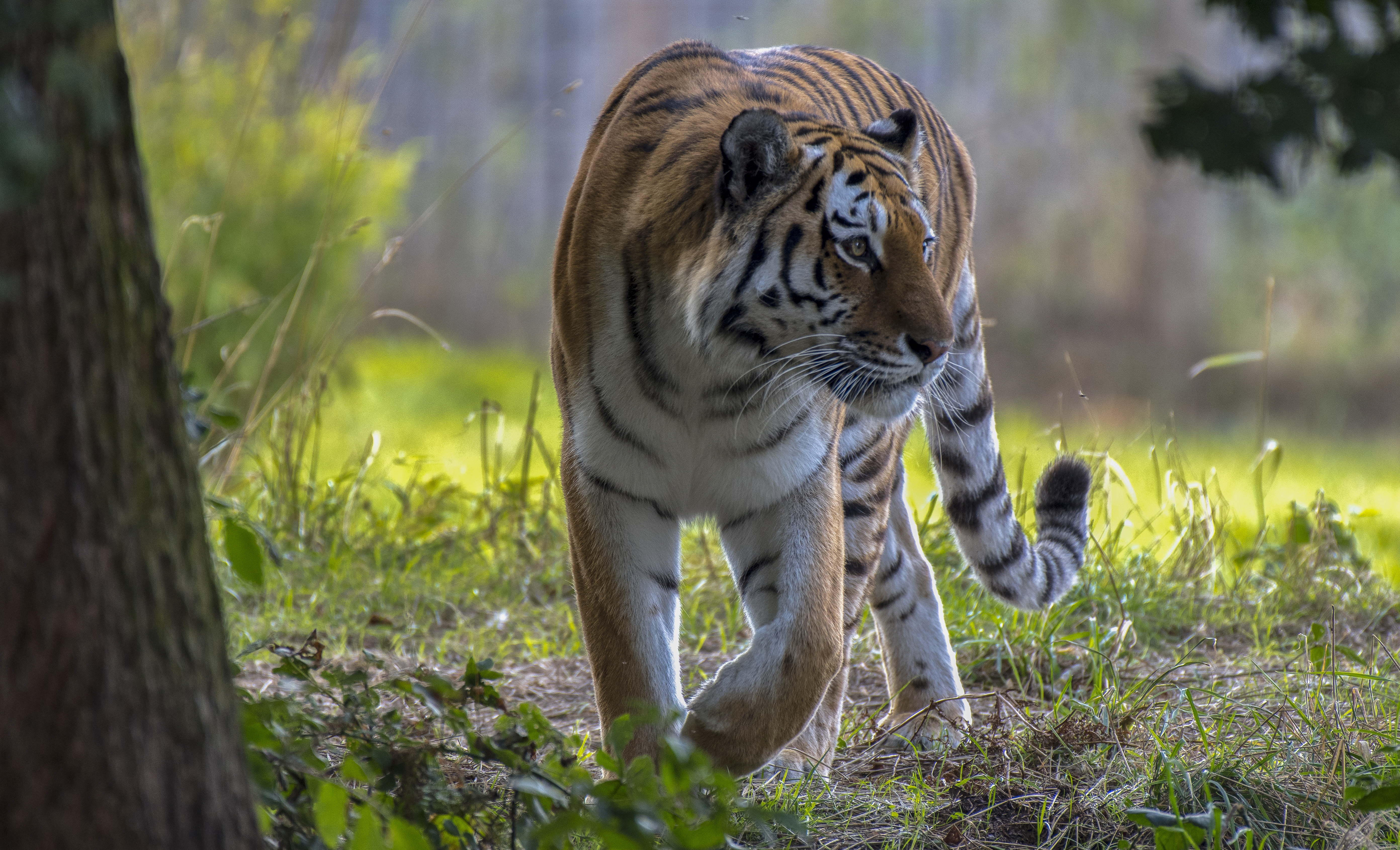 Free photo Screensaver animal, raptor download for free