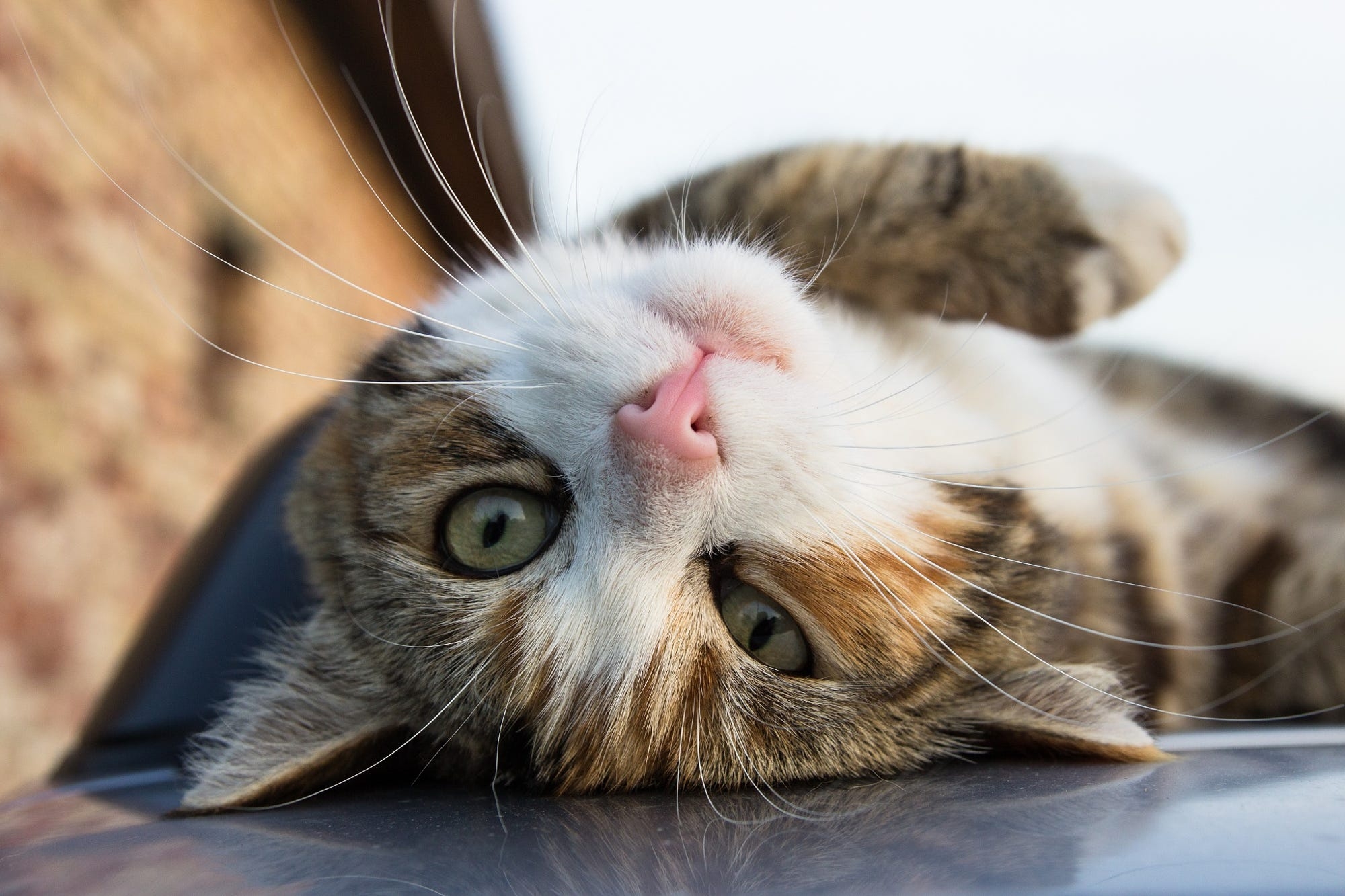 Free photo A house cat lying on its back