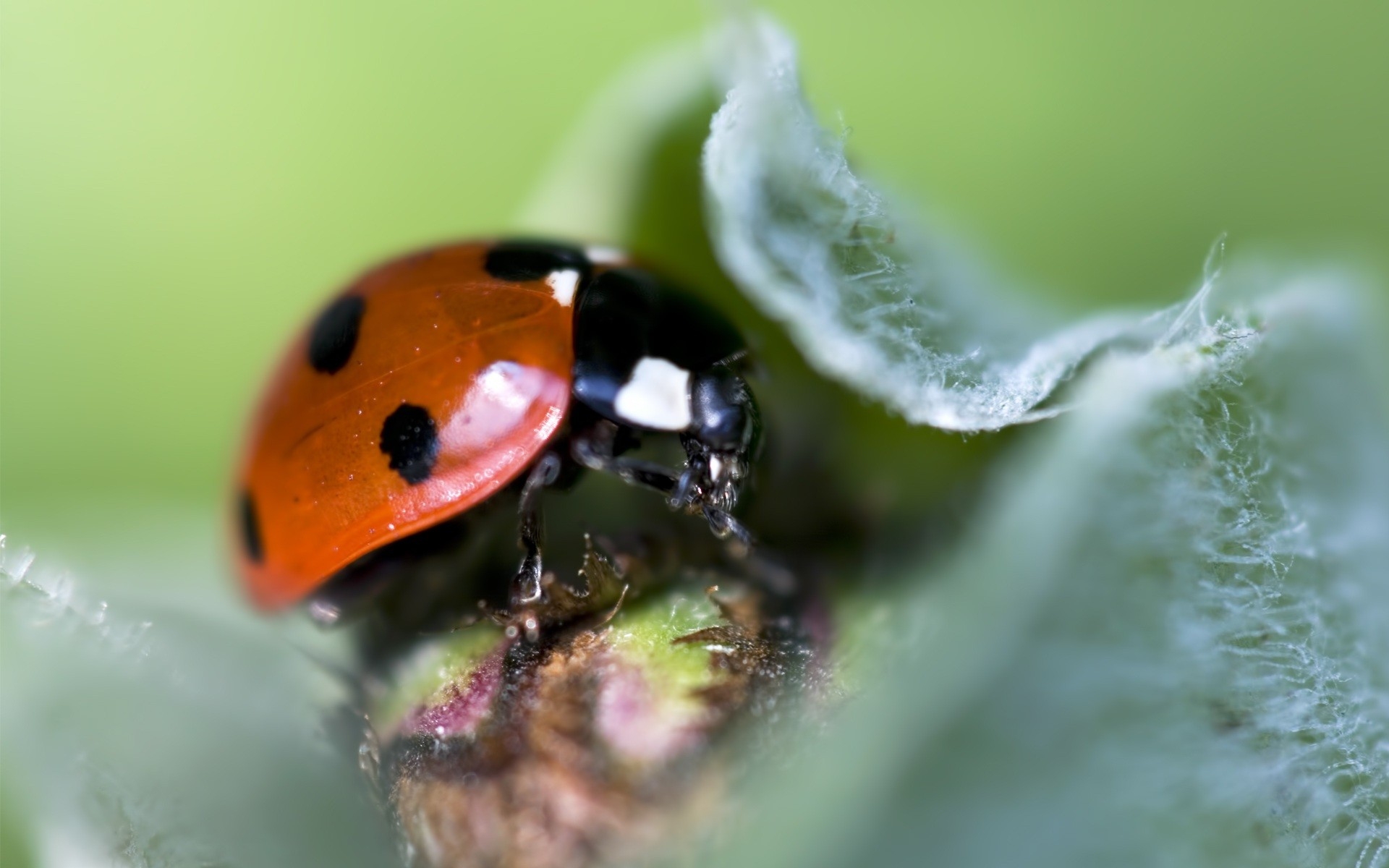 Wallpapers ladybug insect leaf on the desktop