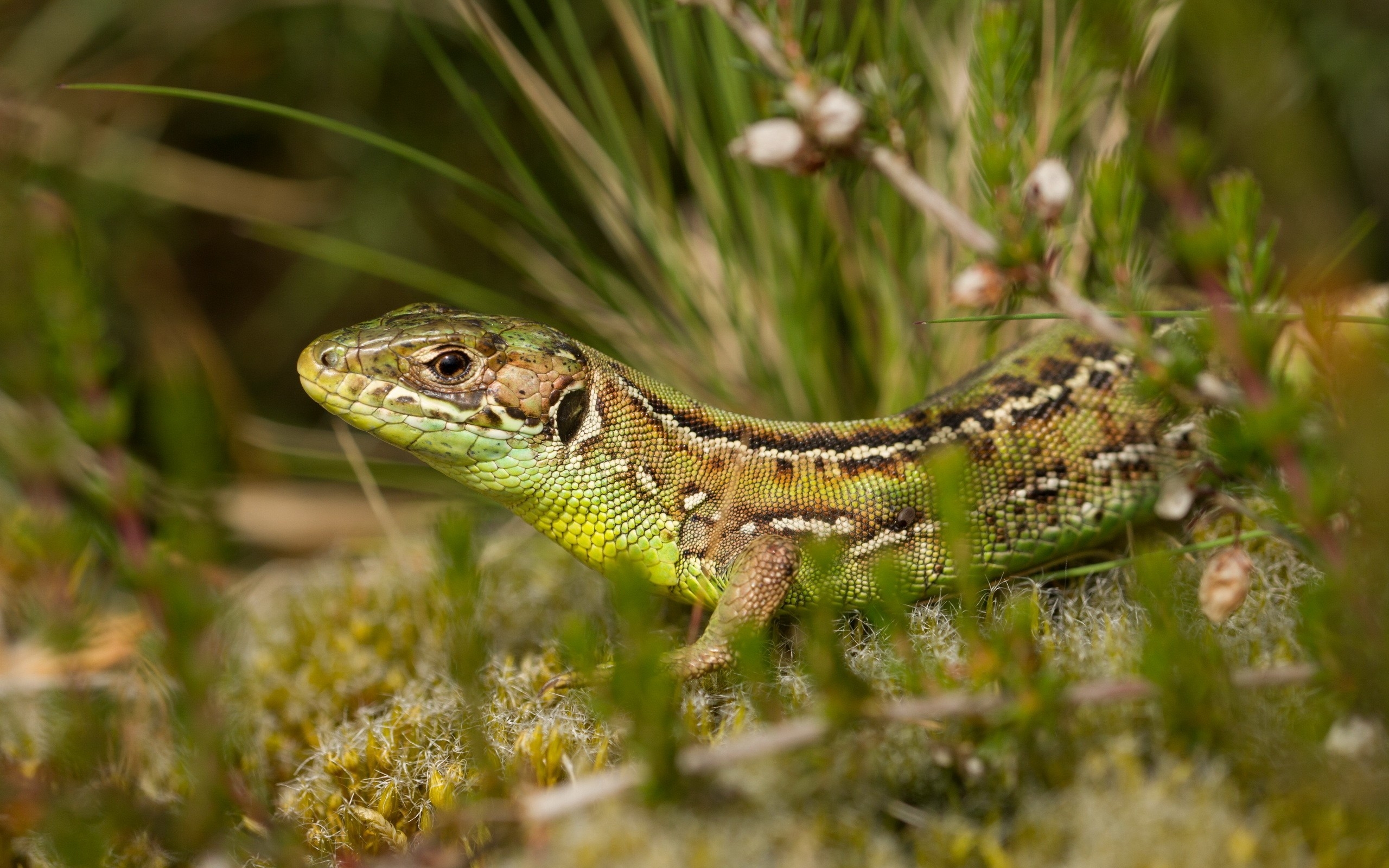 Wallpapers lizard reptile walking on the desktop