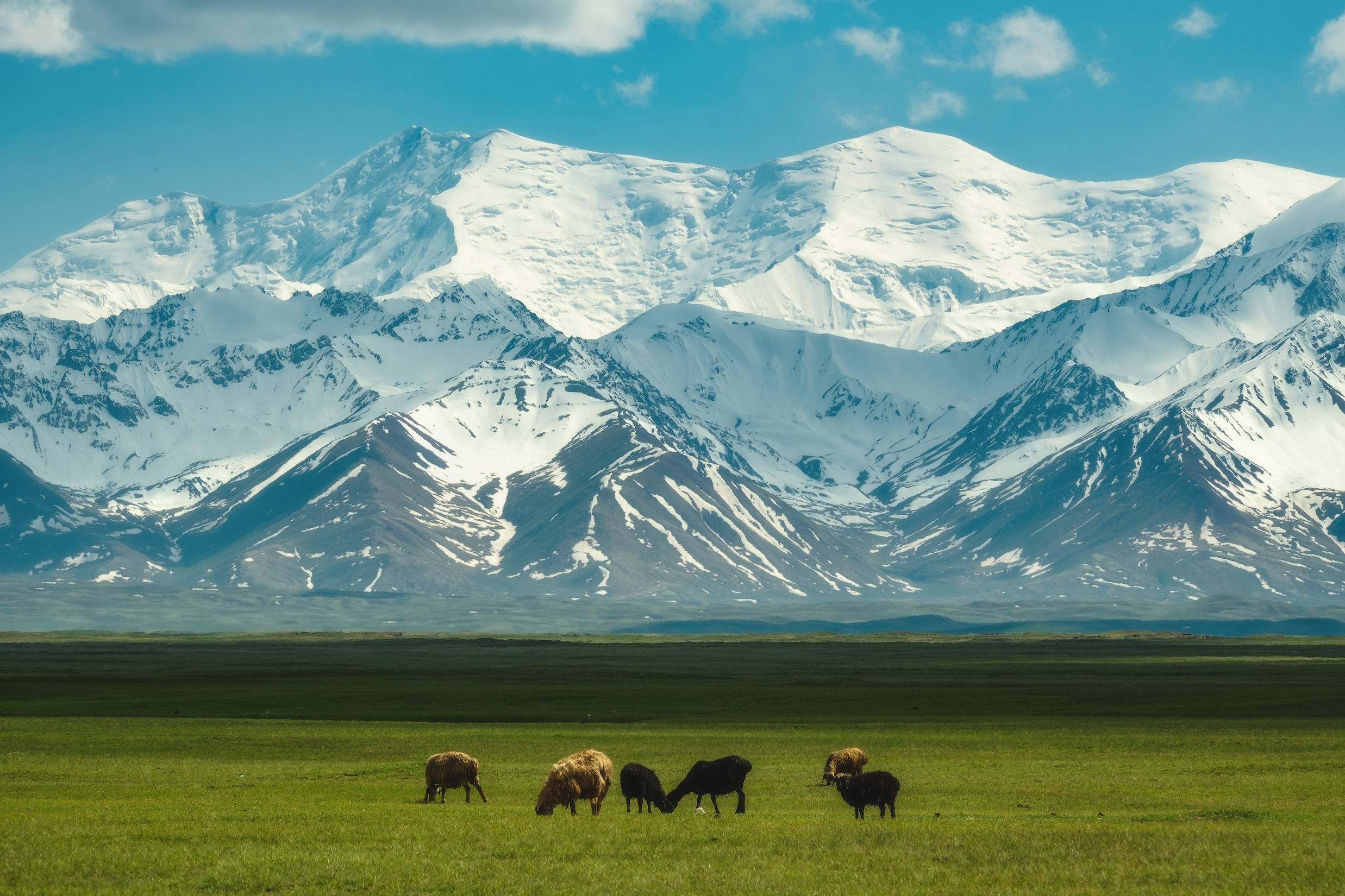 Free photo Grazing sheep in the valley of the Chon-Alai