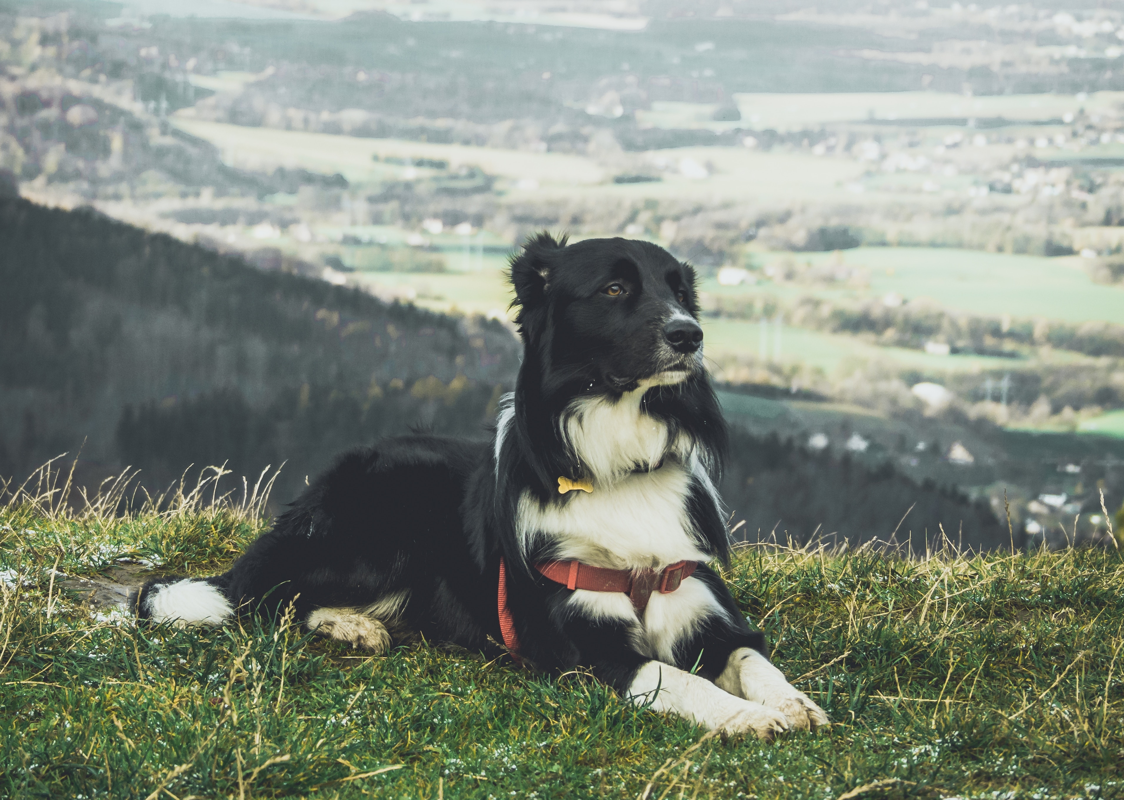 免费照片一条老狗在山上的草坪上休息