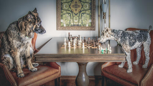 Бесплатное фото Две собаки играют в шахматы