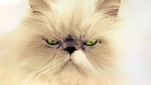 Бесплатное фото Морда недовольного кота