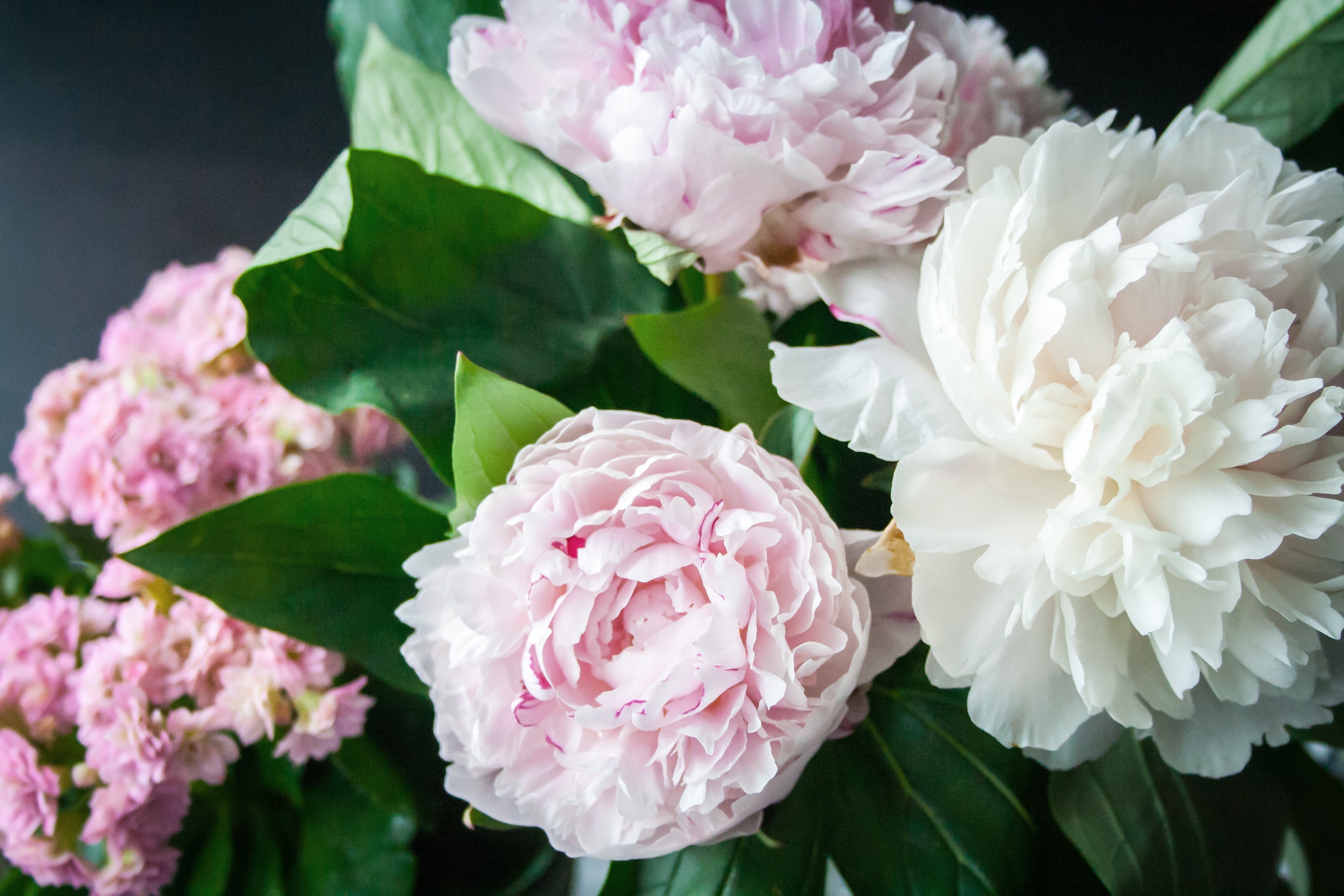 Free photo Bouquet of white capital roses