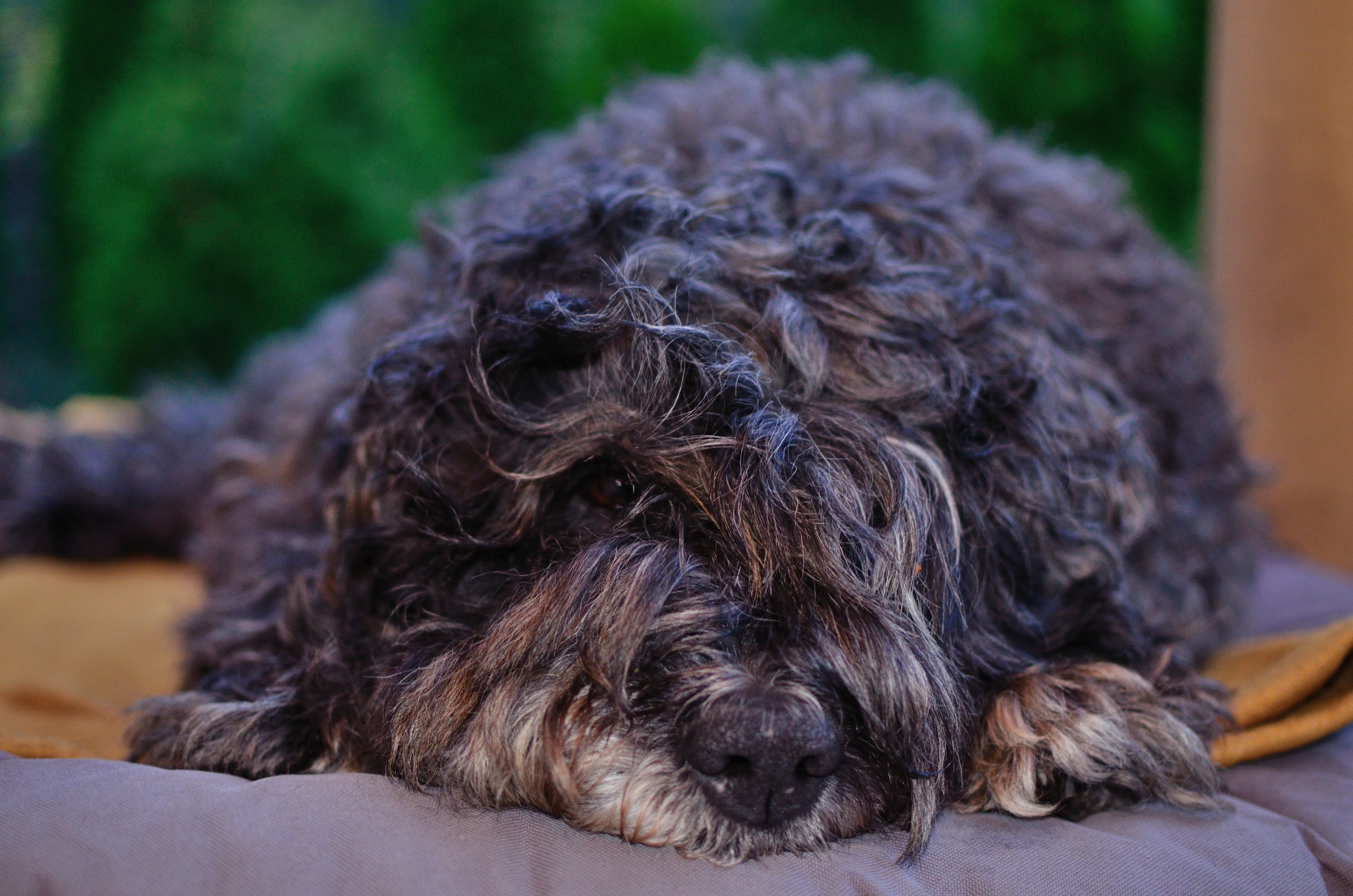 Free photo A curly-haired Tibetan terrier lies on the bed