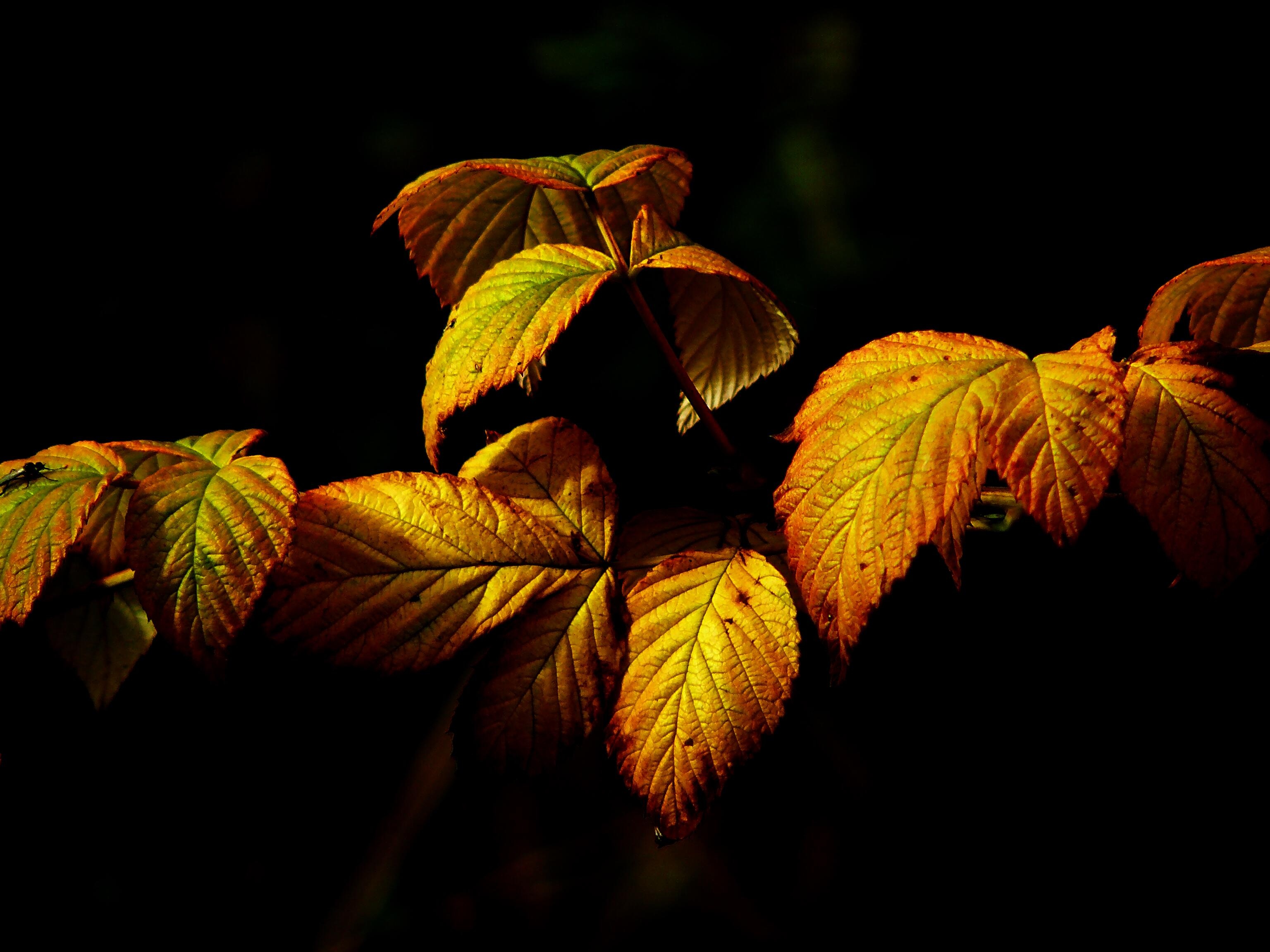 Wallpapers tree nature branch on the desktop