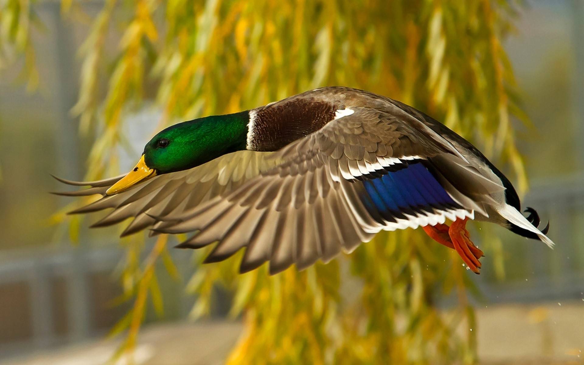 Wallpapers duck flight wings on the desktop