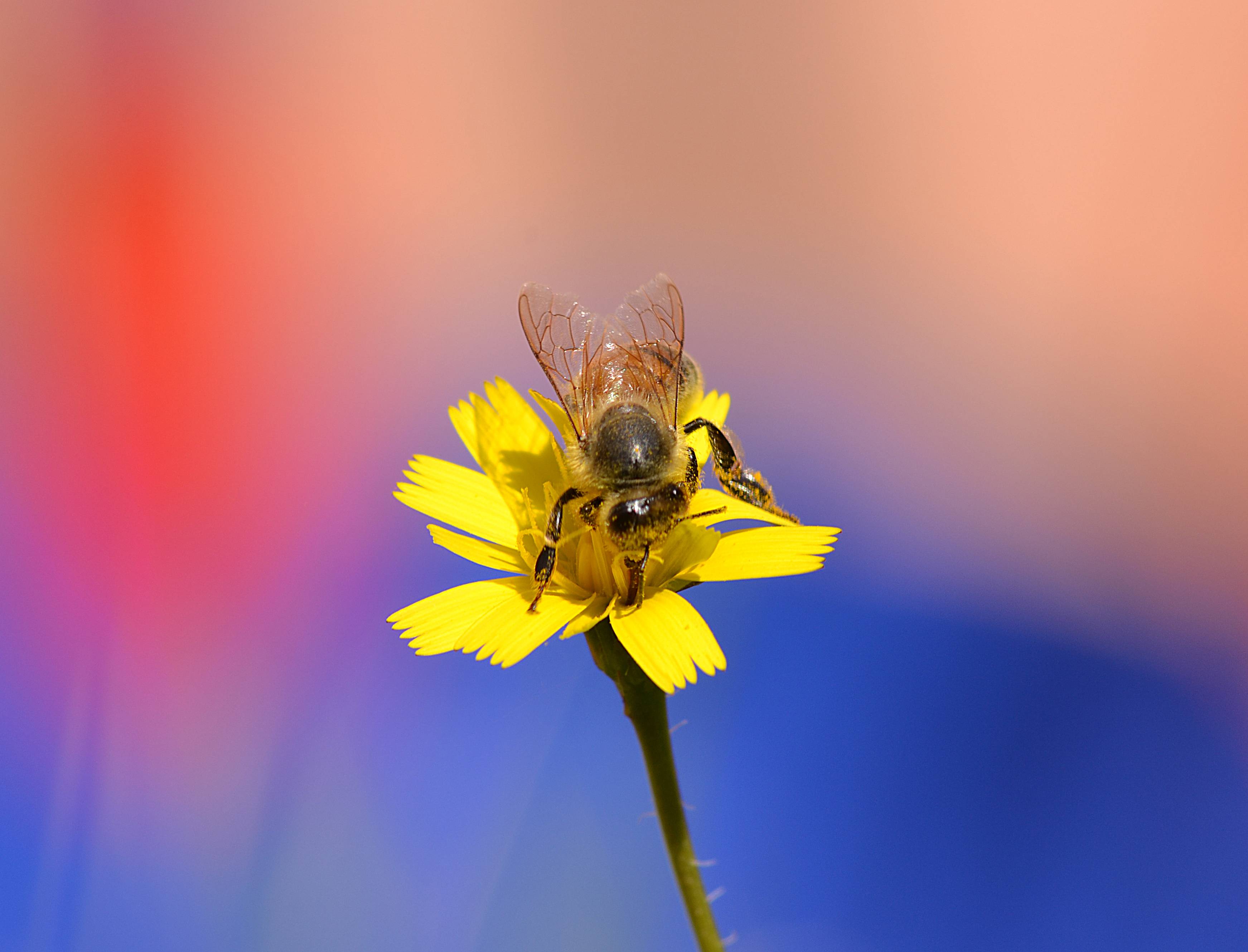 Wallpapers insects macro bumblebee on the desktop