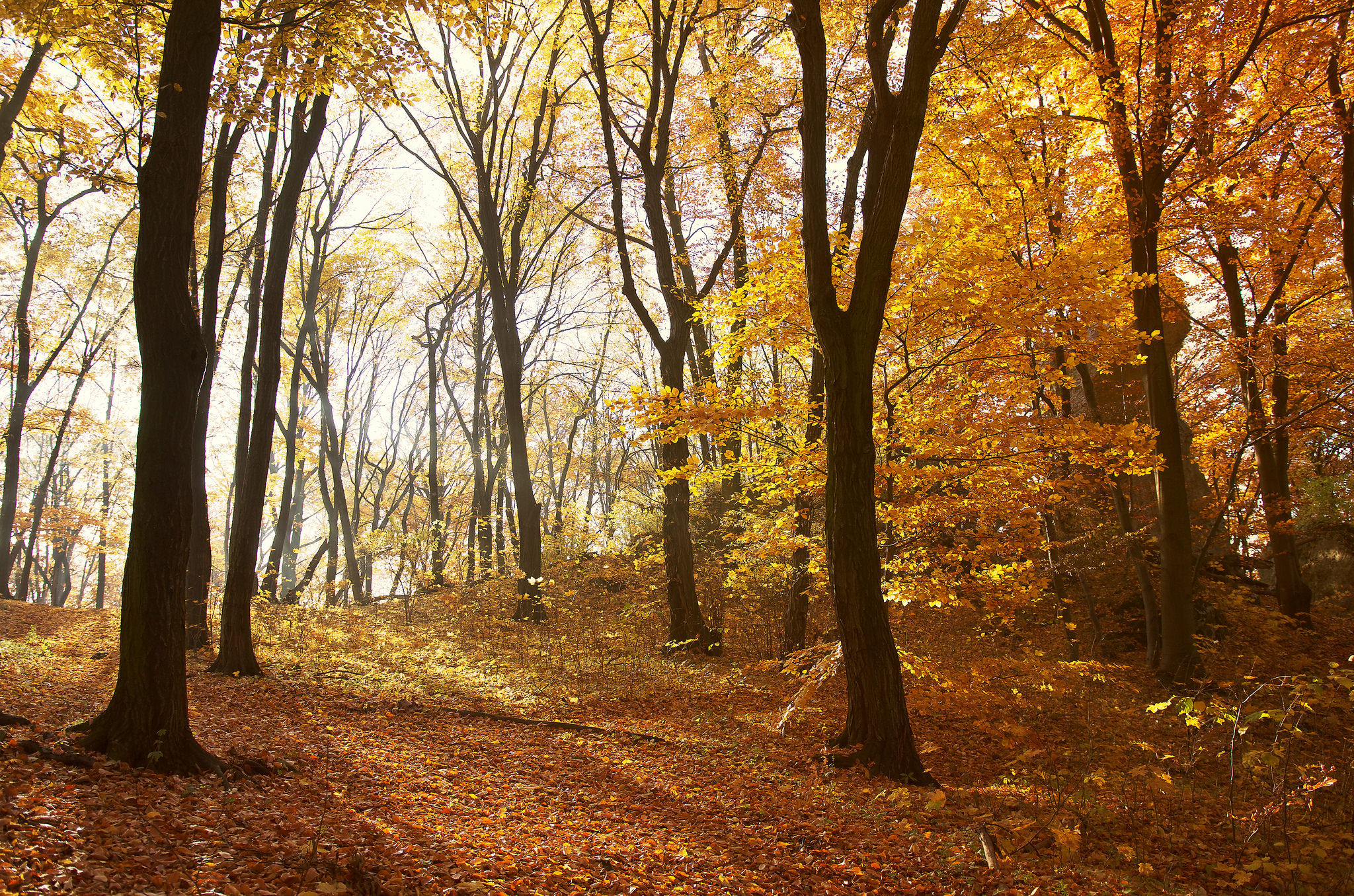 Free photo The forest, the trees