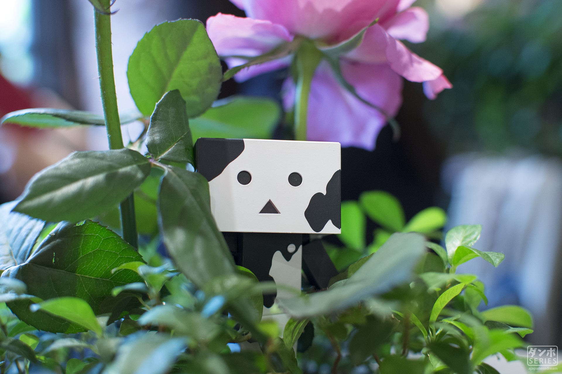 Wallpapers Amazon cherry blossom Danbo on the desktop