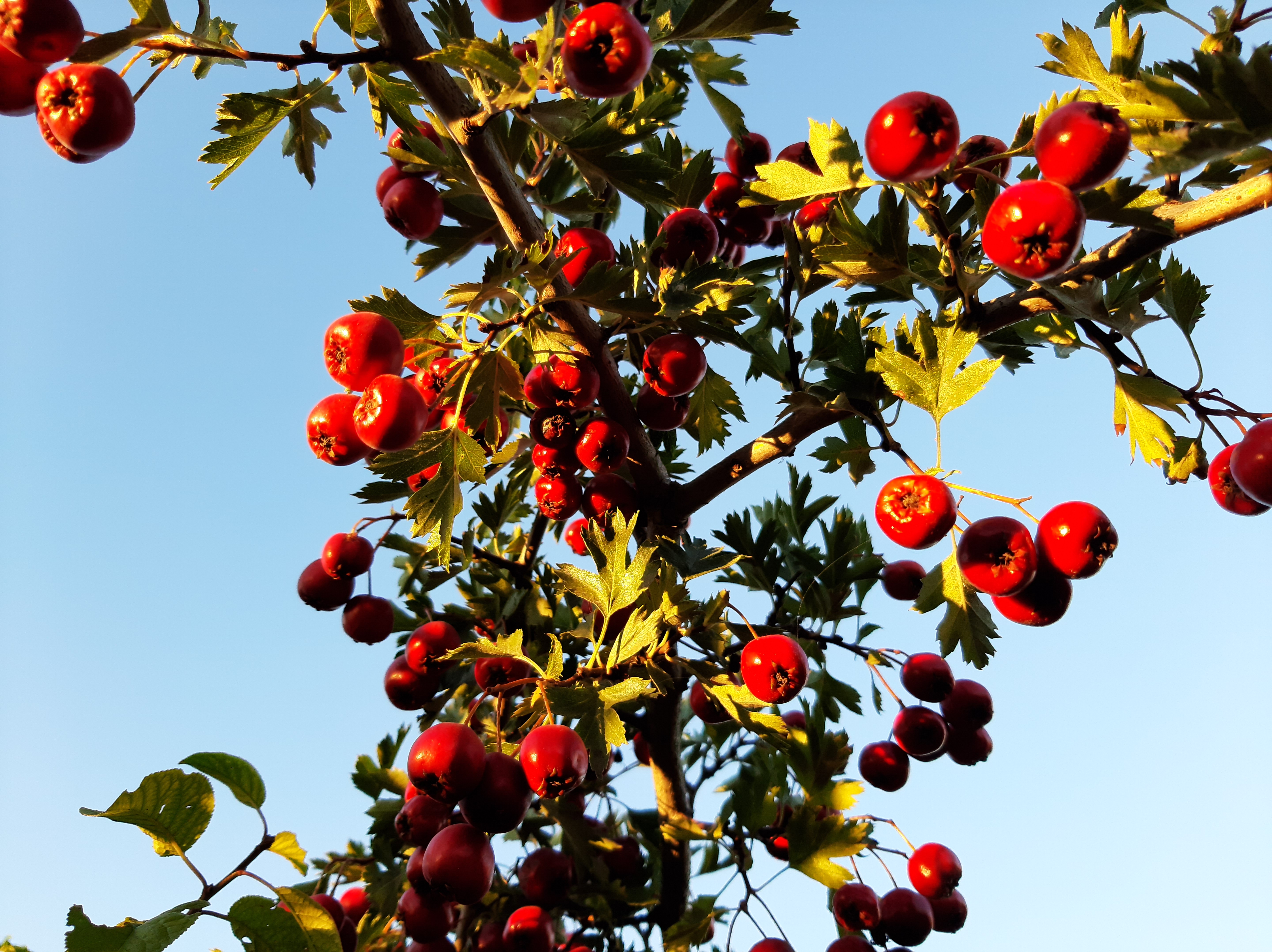 Free photo An apple of paradise against a blue sky