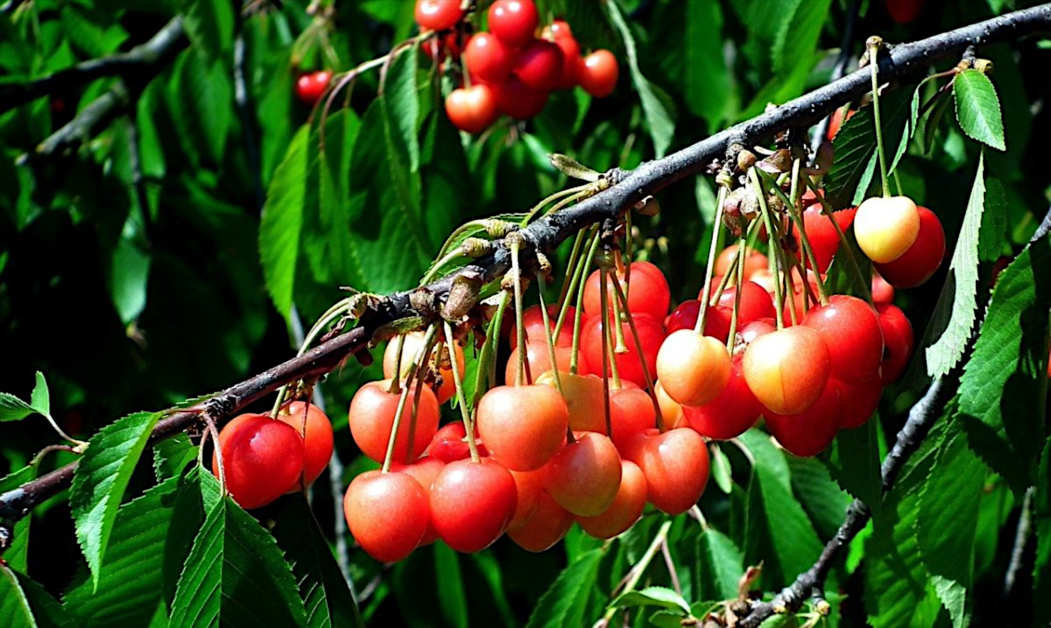 Free photo A cherry tree grows on a branch