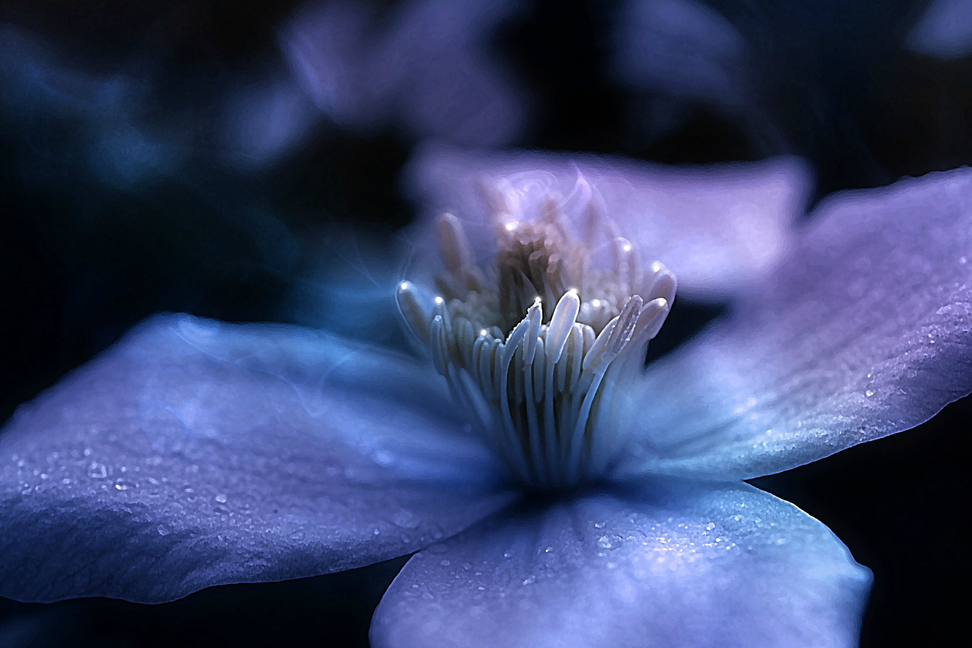 Wallpapers plants flora plant on the desktop