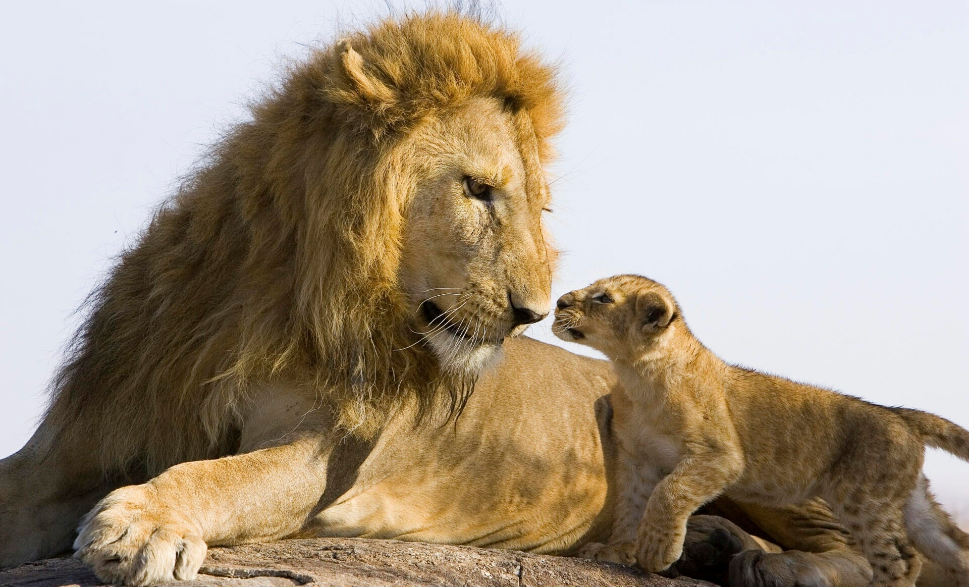 小狮子来到父亲身边
