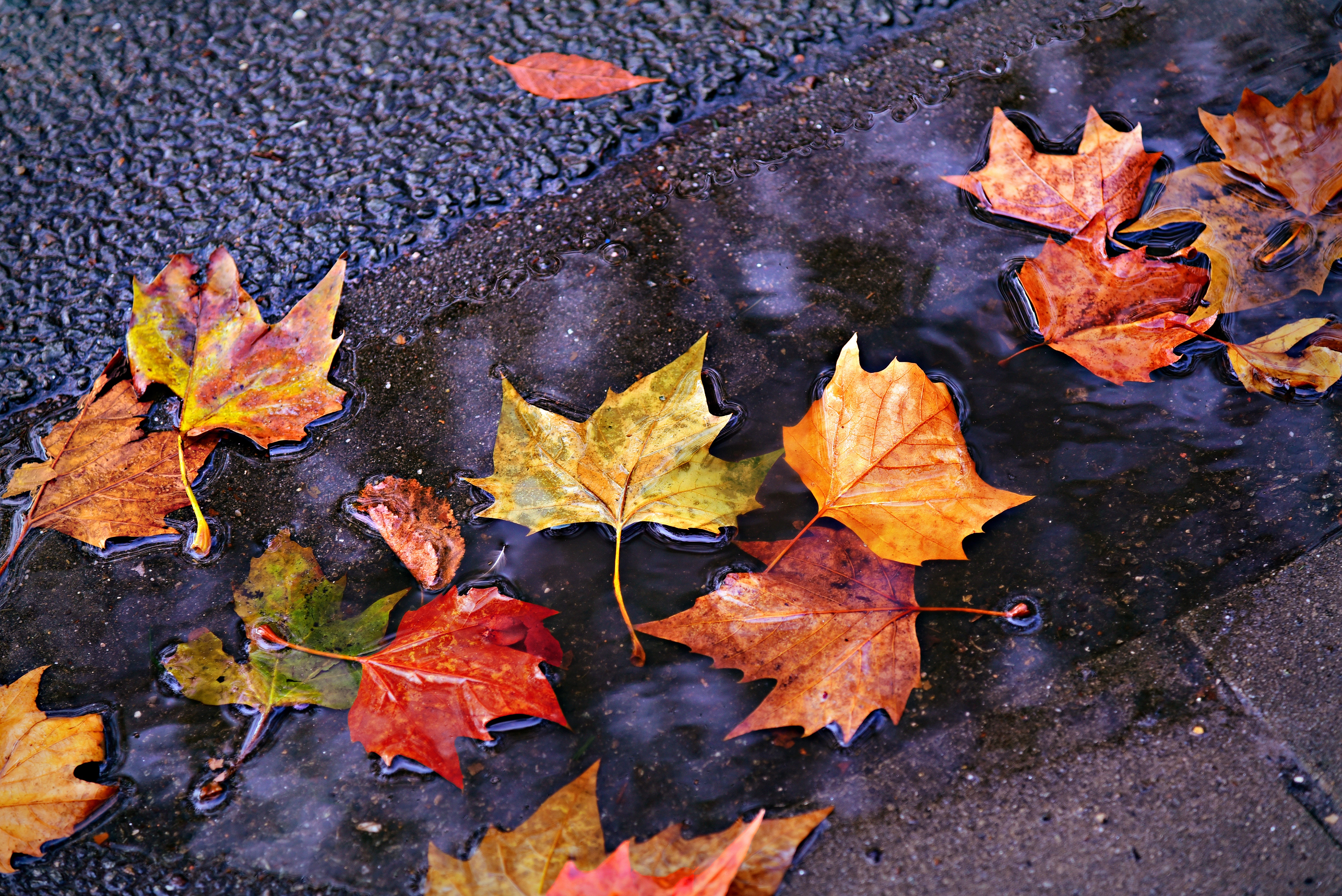 Wallpapers autumn leaf colorful fall color on the desktop