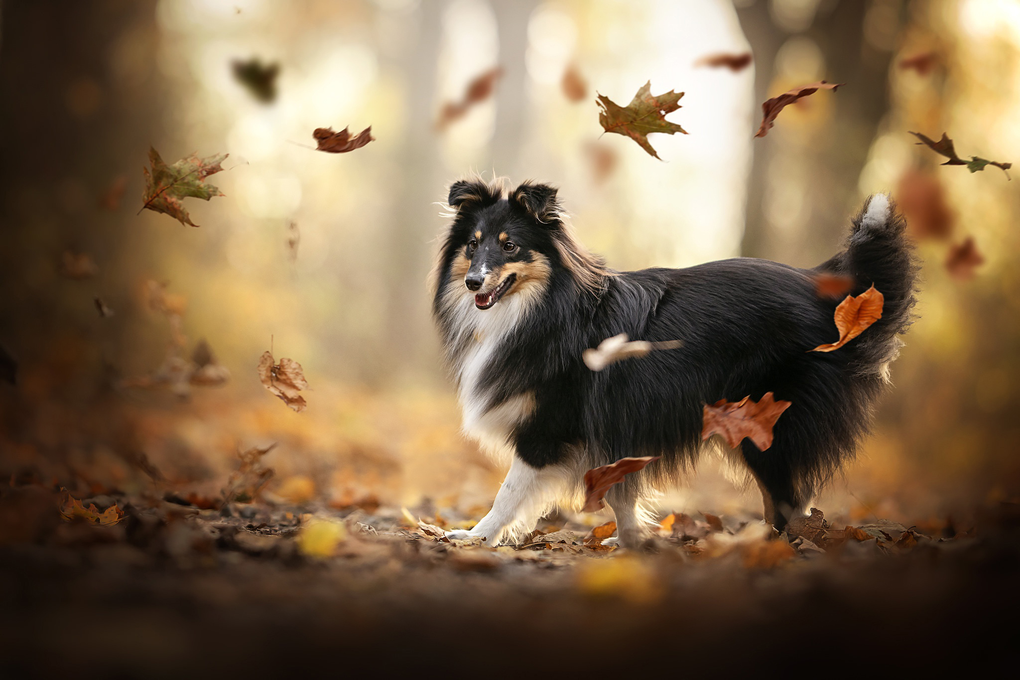 免费照片雪橇犬和落叶