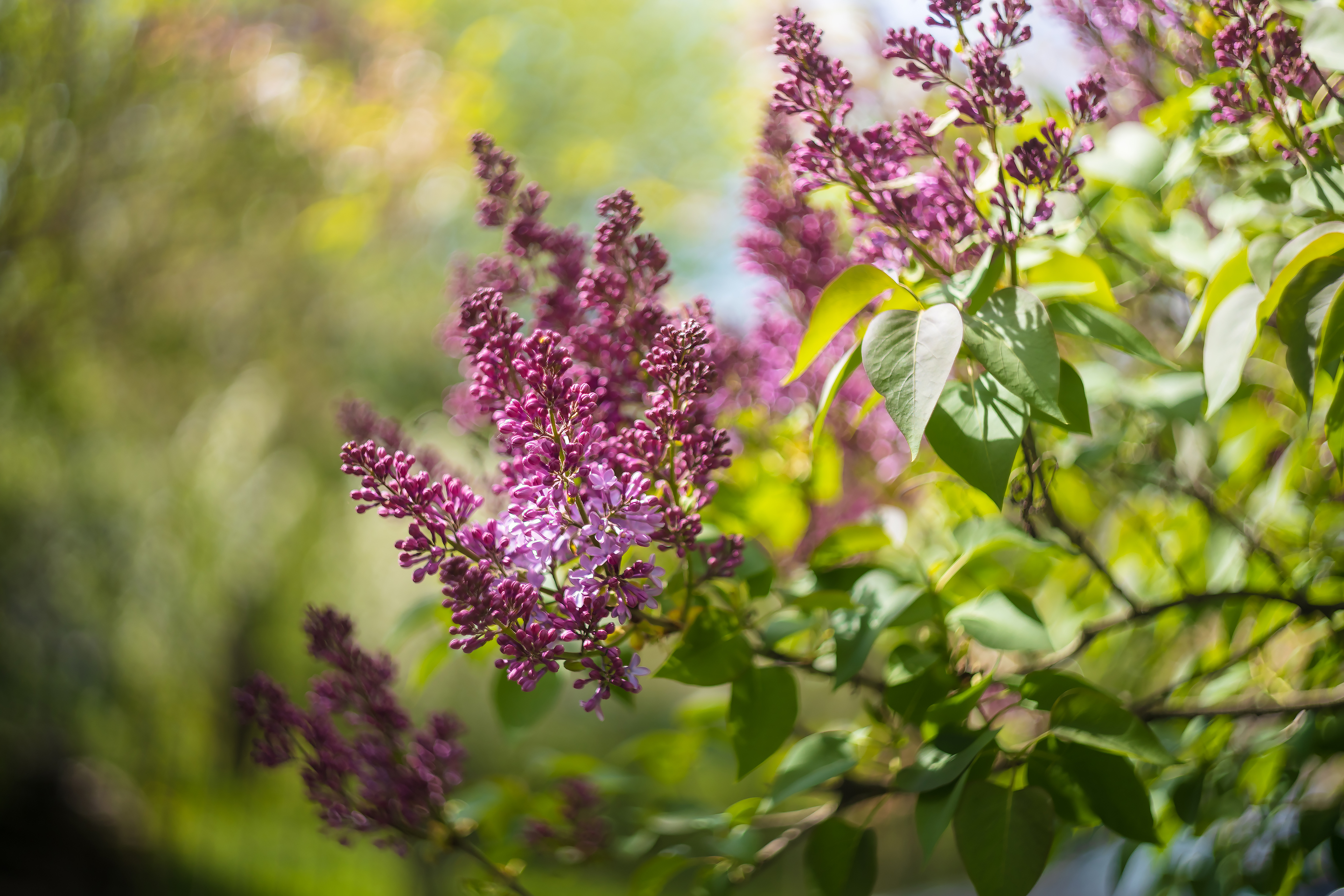 Начинает цвести сирень