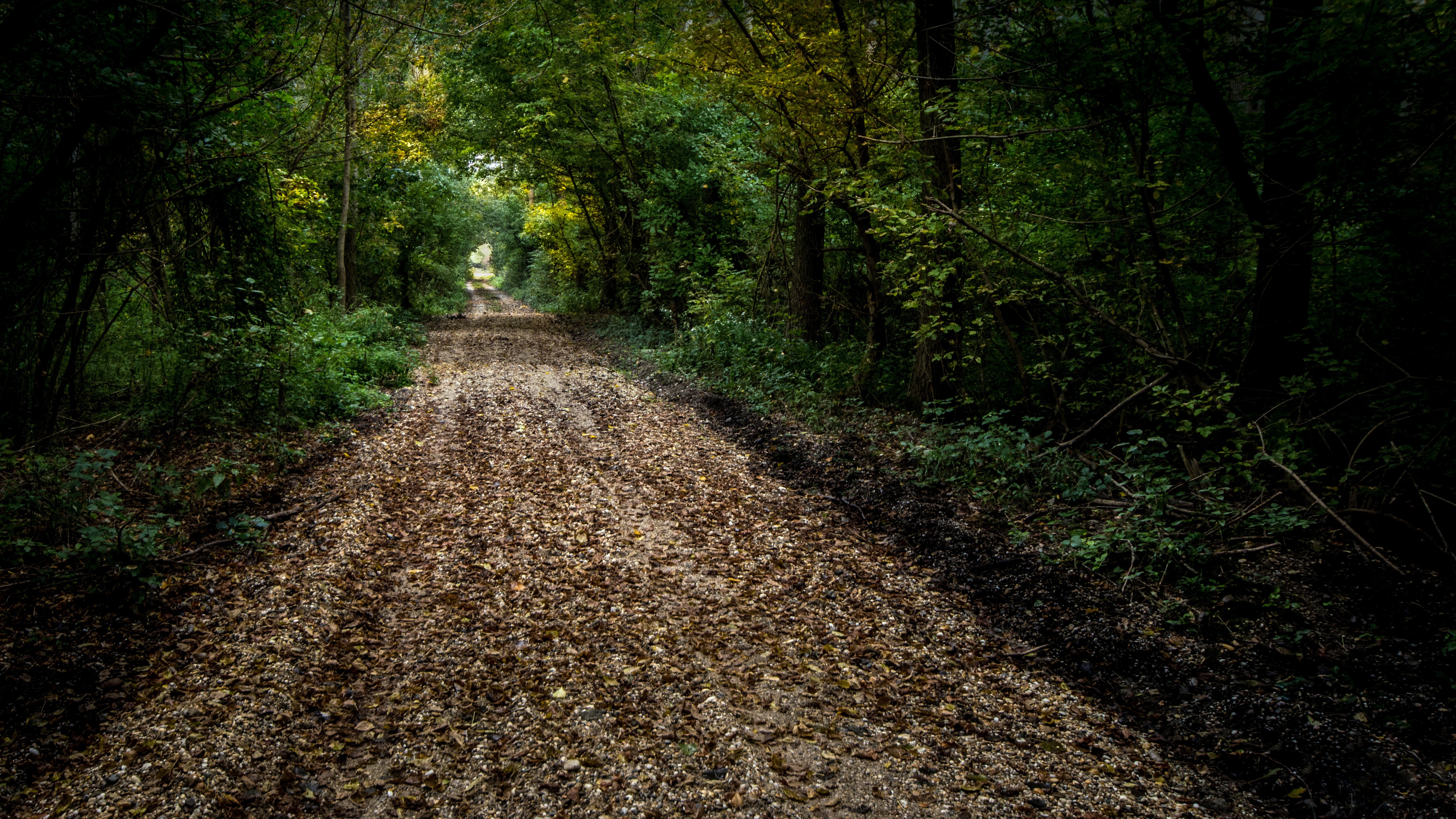 免费照片穿越丛林的道路