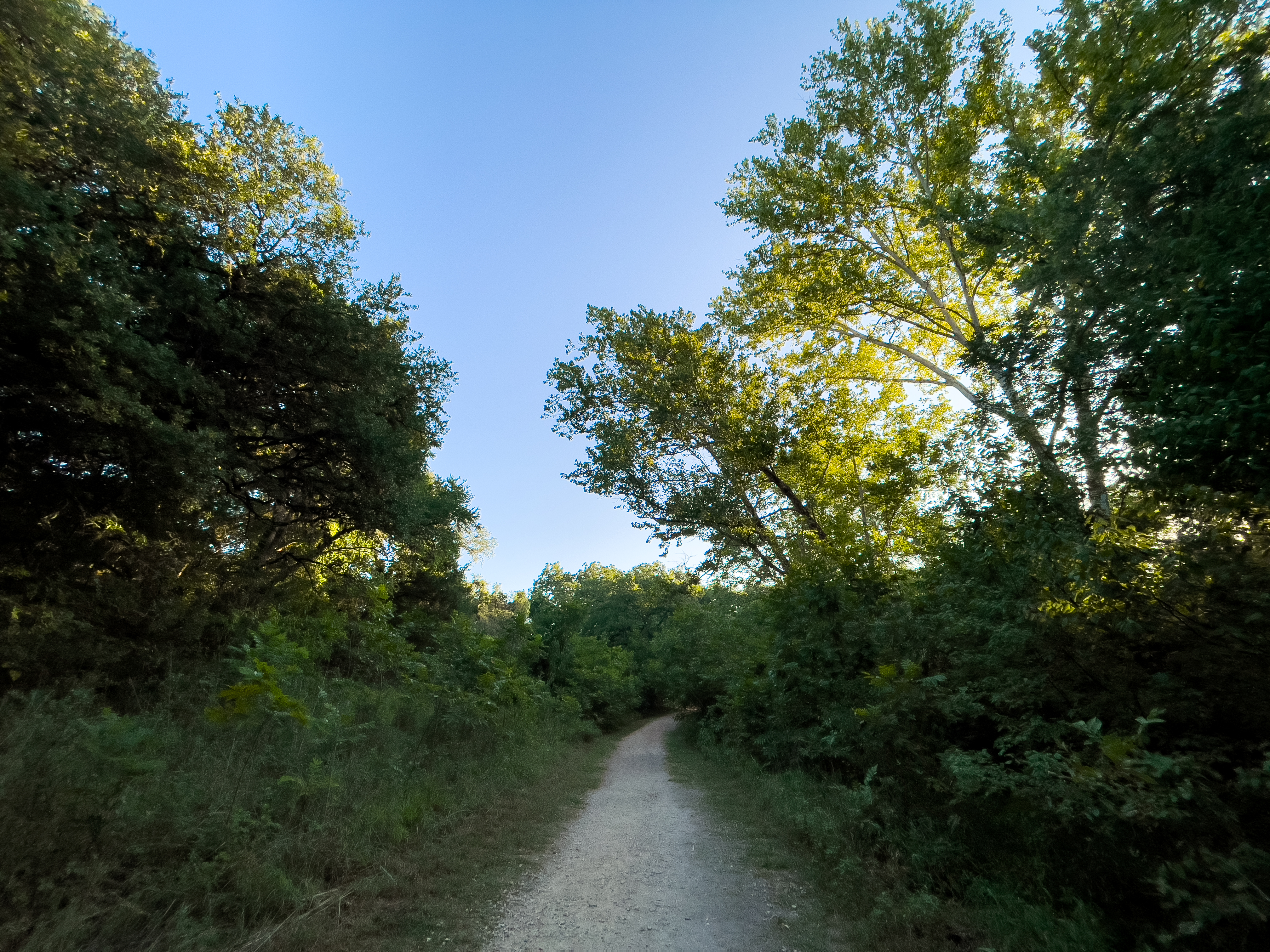 Free photo A path in a deciduous forest