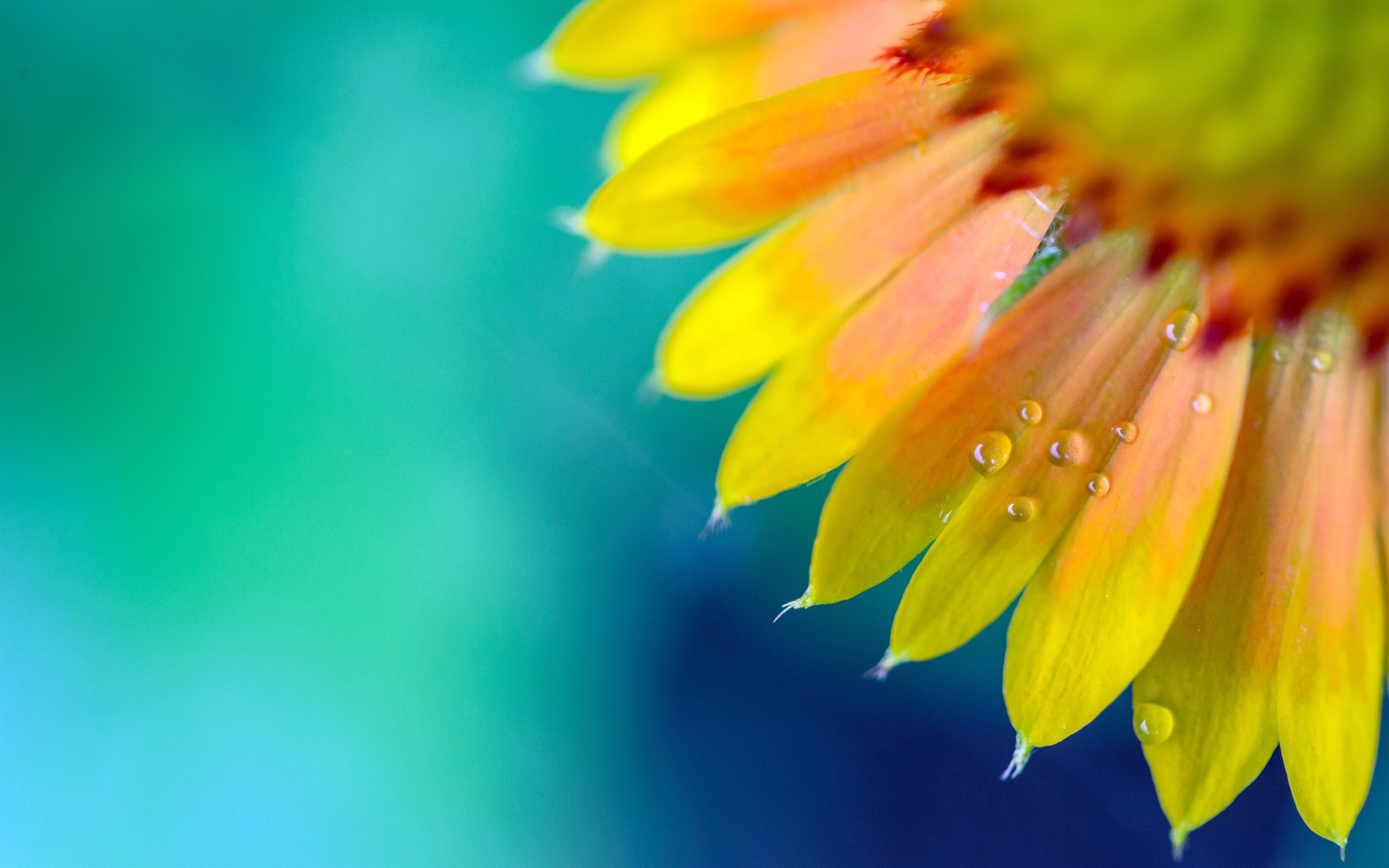 Free photo Chrysanthemum with yellow petals and raindrops