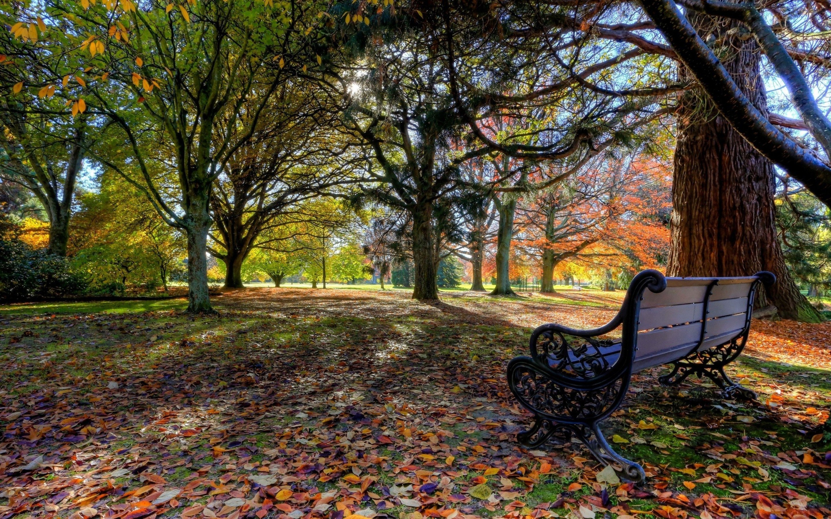 Wallpapers Park bench bench trees on the desktop