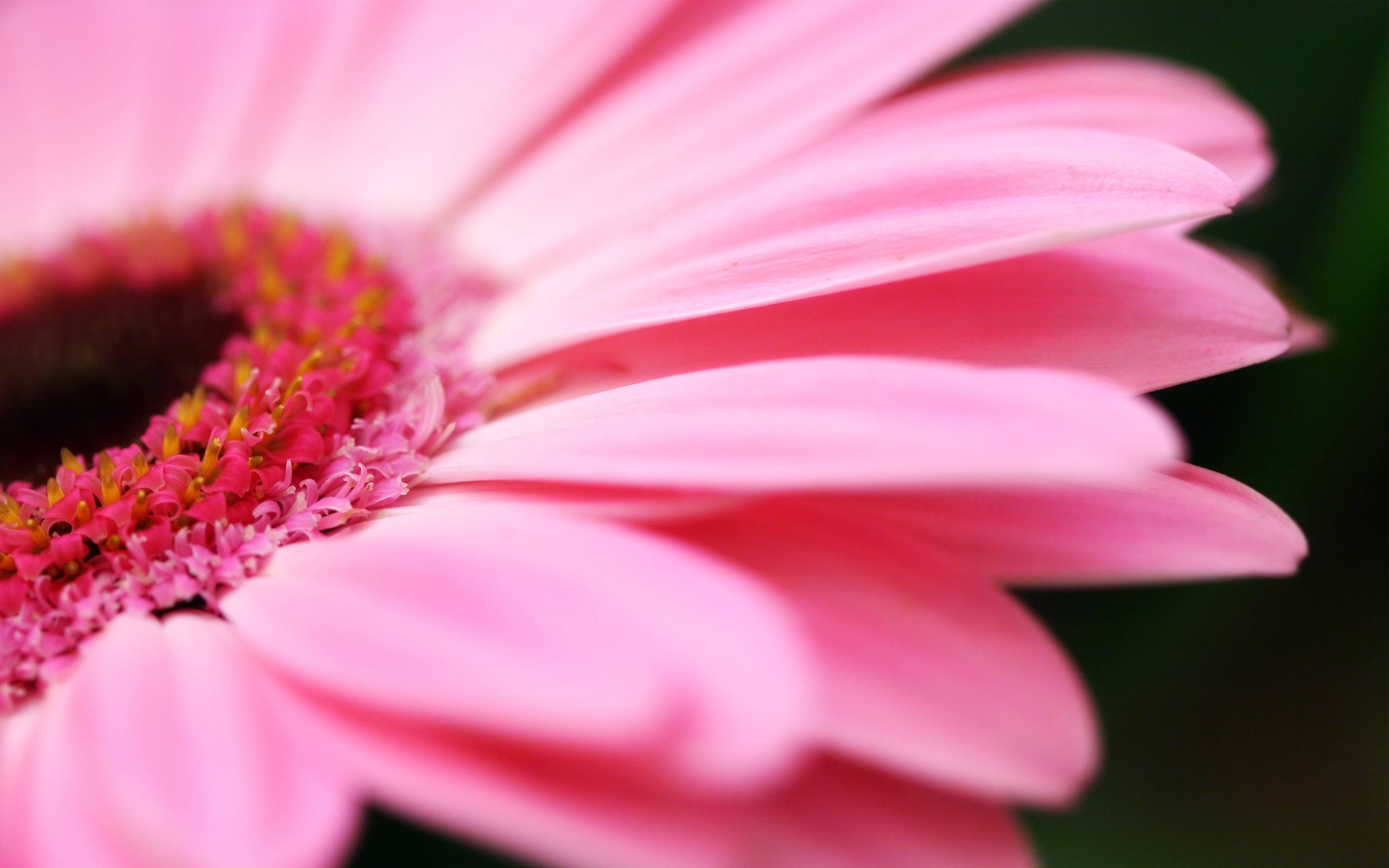 Wallpapers pistils flower pink on the desktop