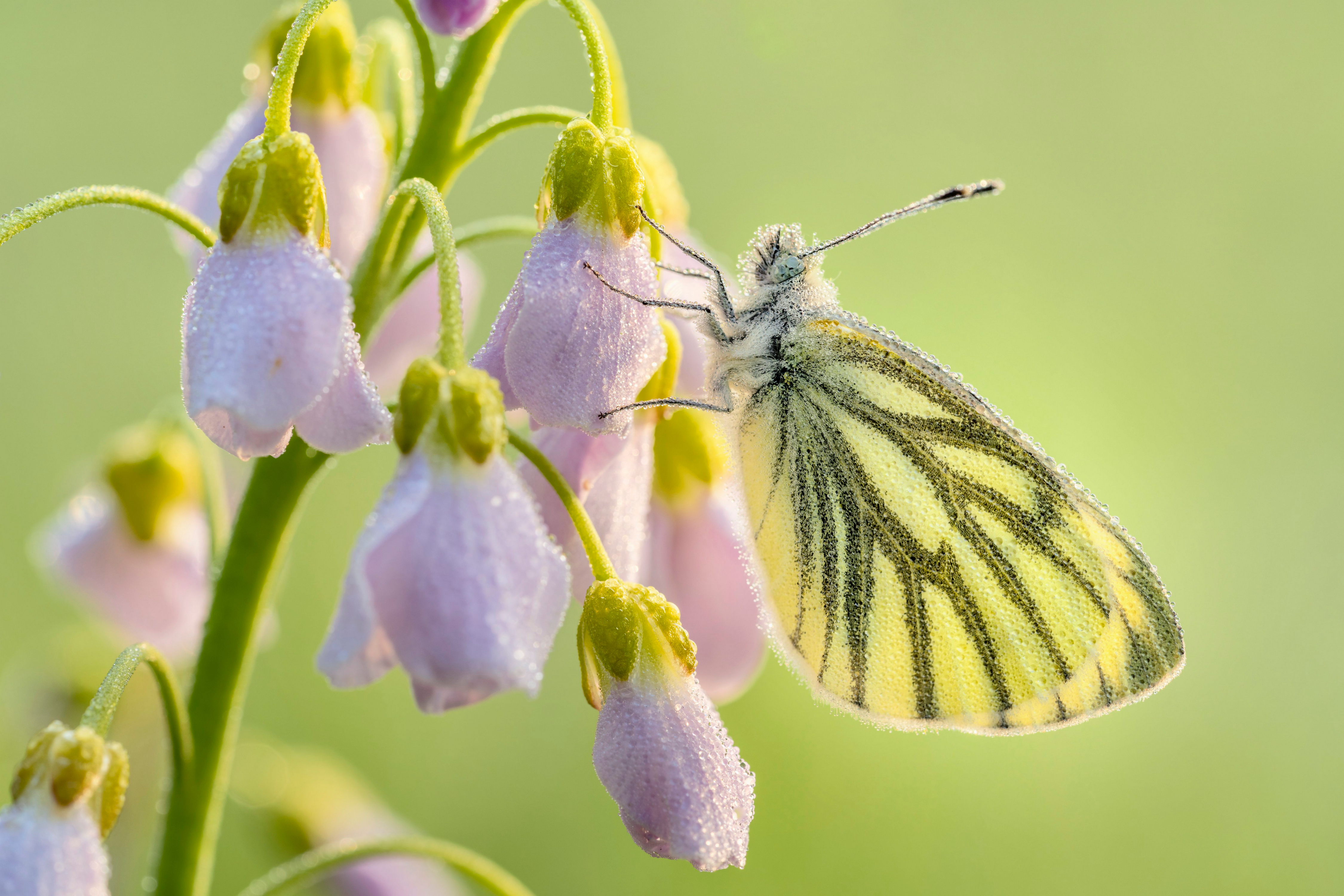 Free photo A butterfly sits on a flower