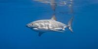 Большая акула плывет рядом с поверхностью воды