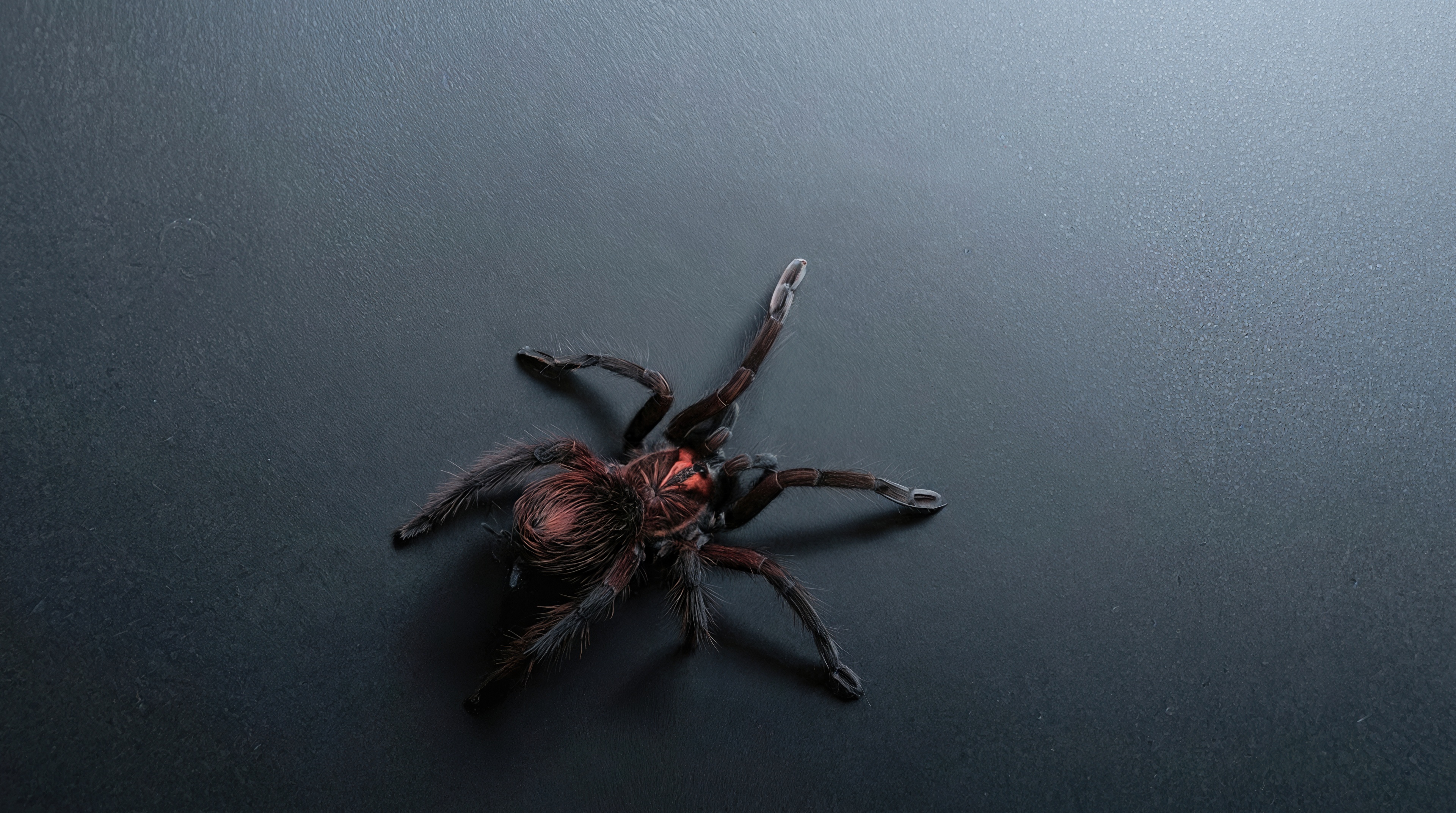 Wallpapers spider tarantula macro on the desktop